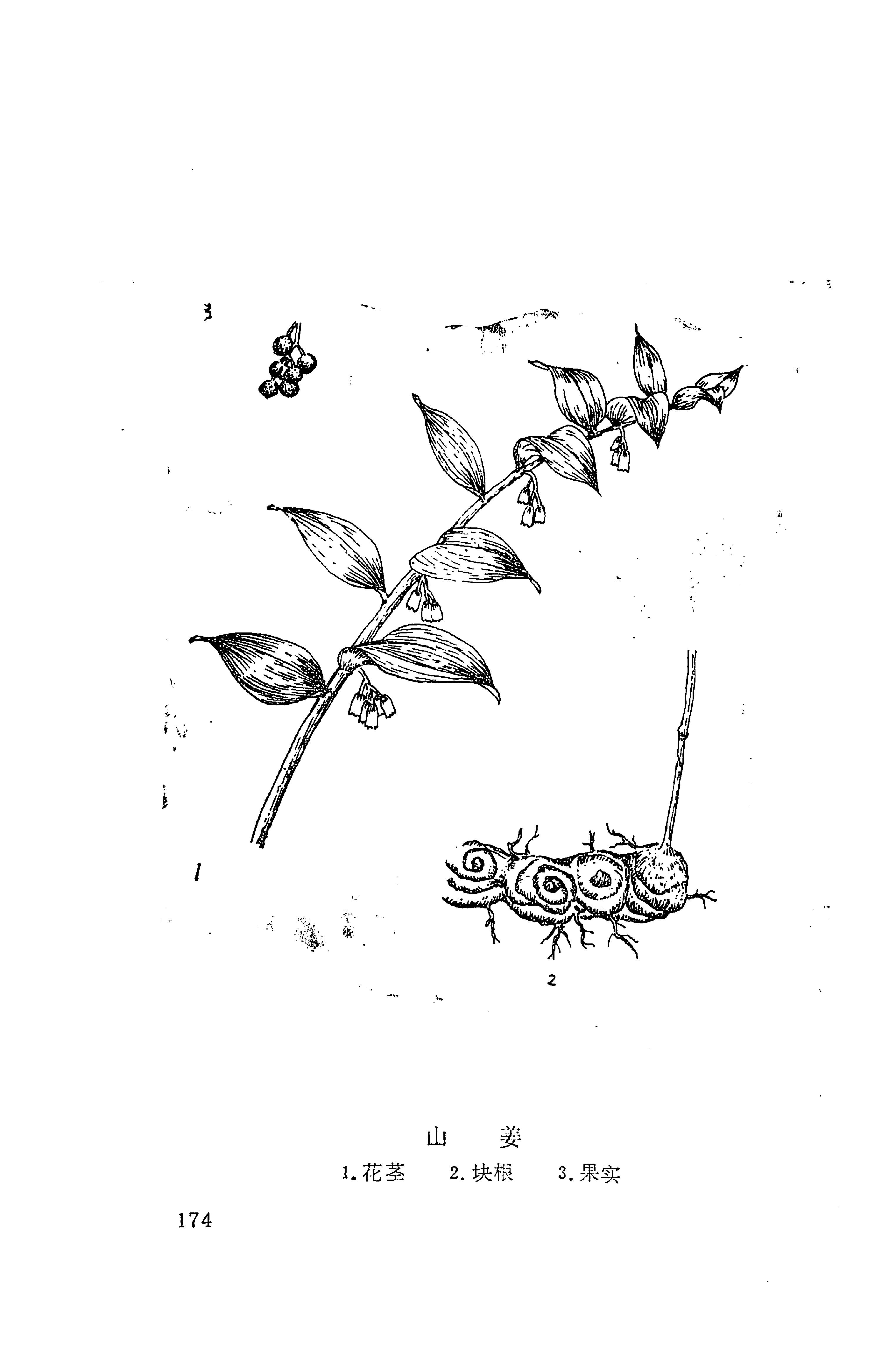湘西苗药汇编_192.jpg