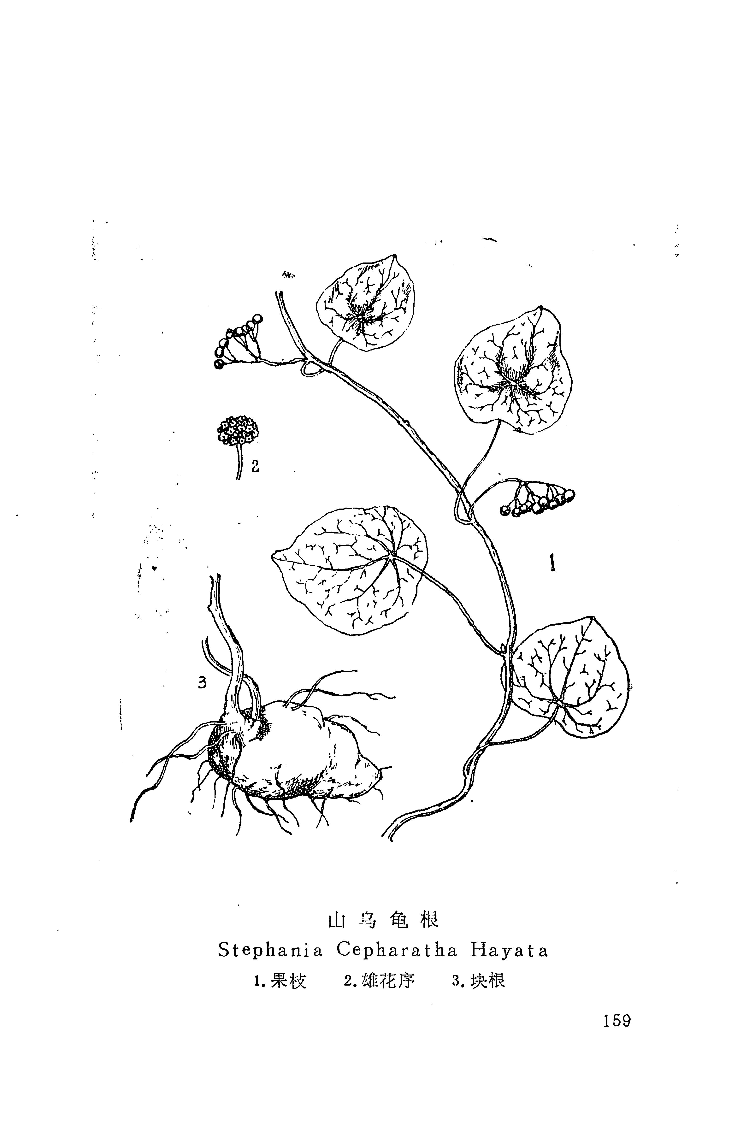 湘西苗药汇编_177.jpg