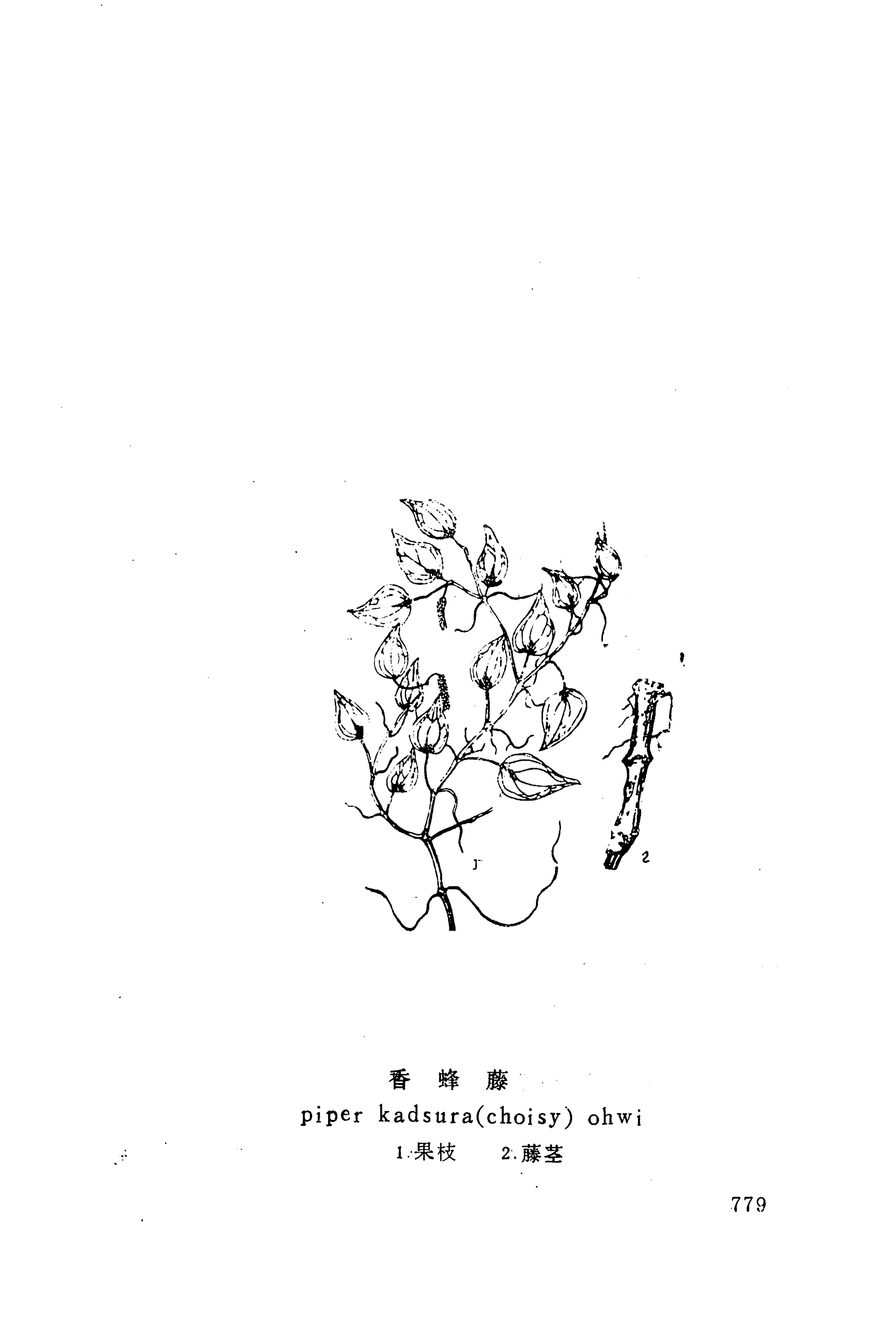 湘西苗药汇编_797.jpg