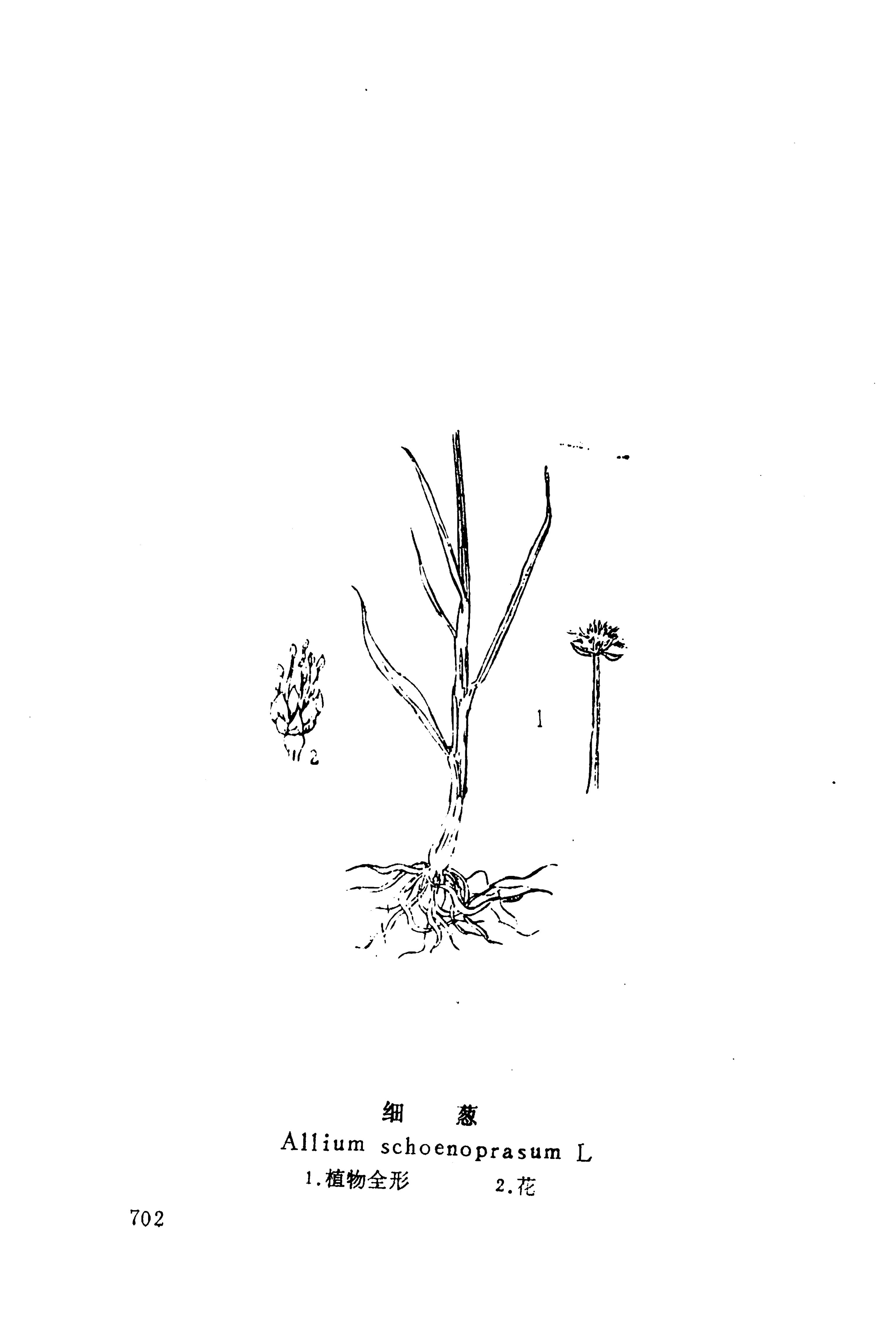 湘西苗药汇编_720.jpg