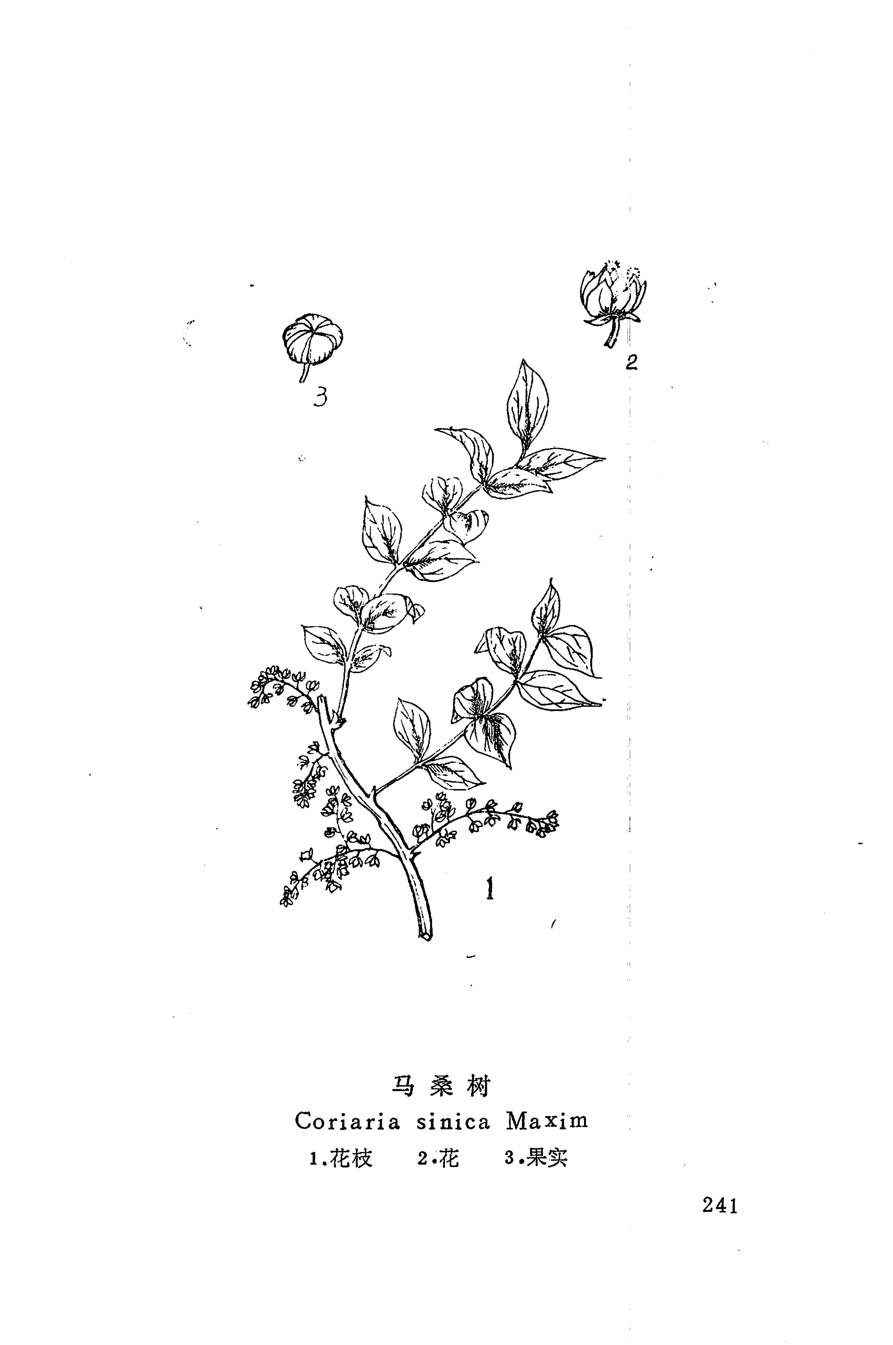 湘西苗药汇编_270.jpg