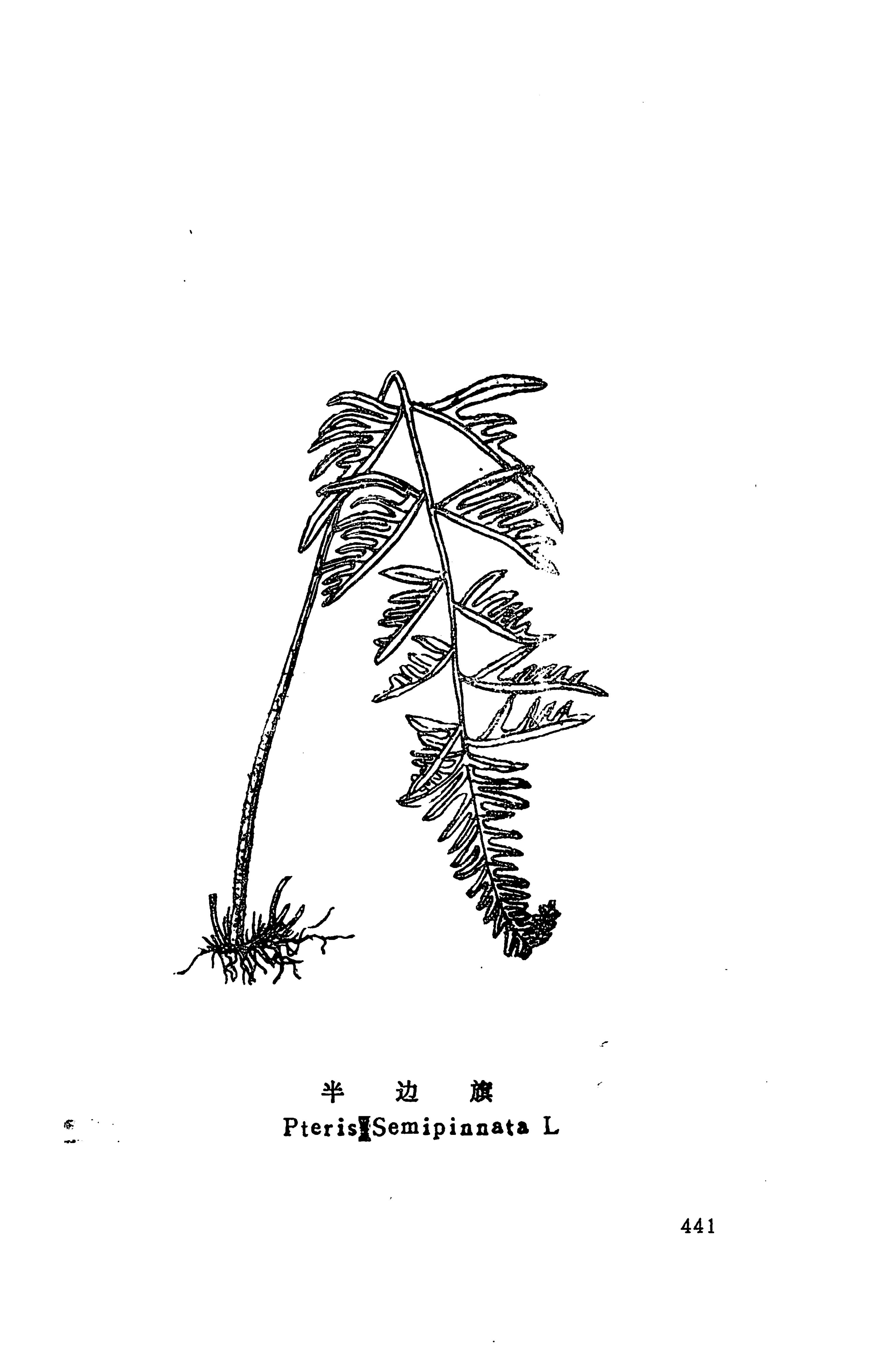湘西苗药汇编_459.jpg