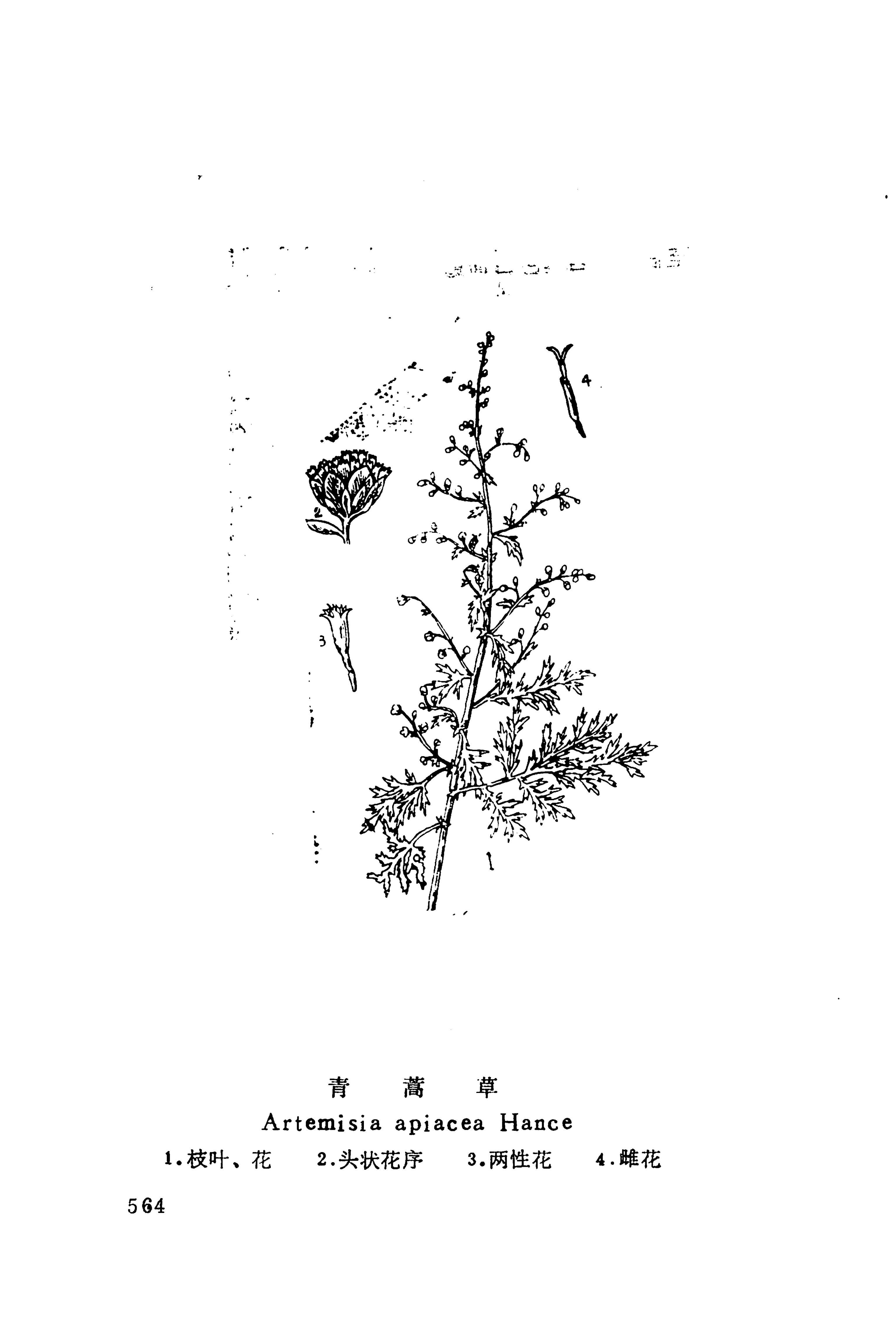 湘西苗药汇编_582.jpg
