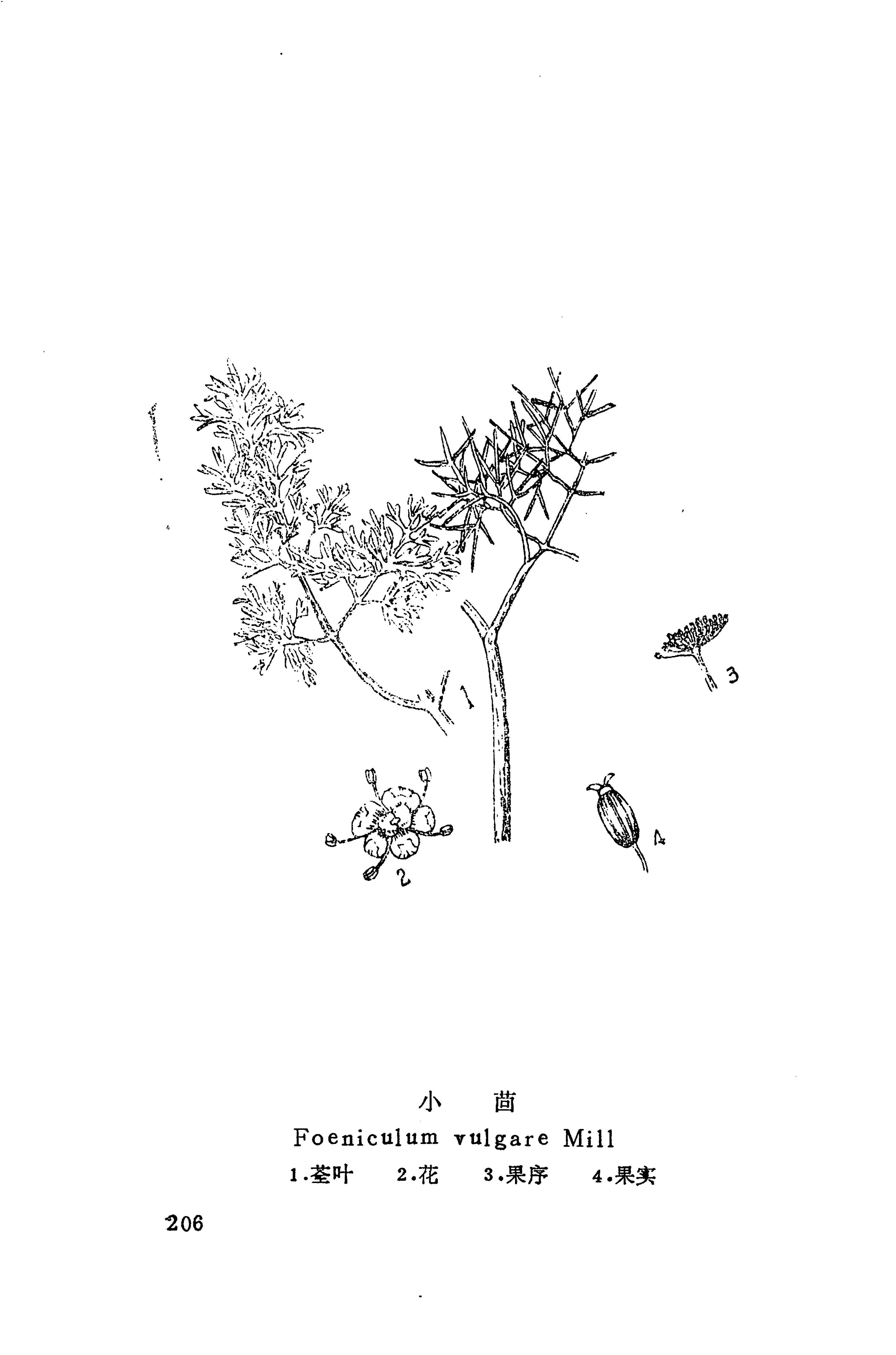 湘西苗药汇编_305.jpg