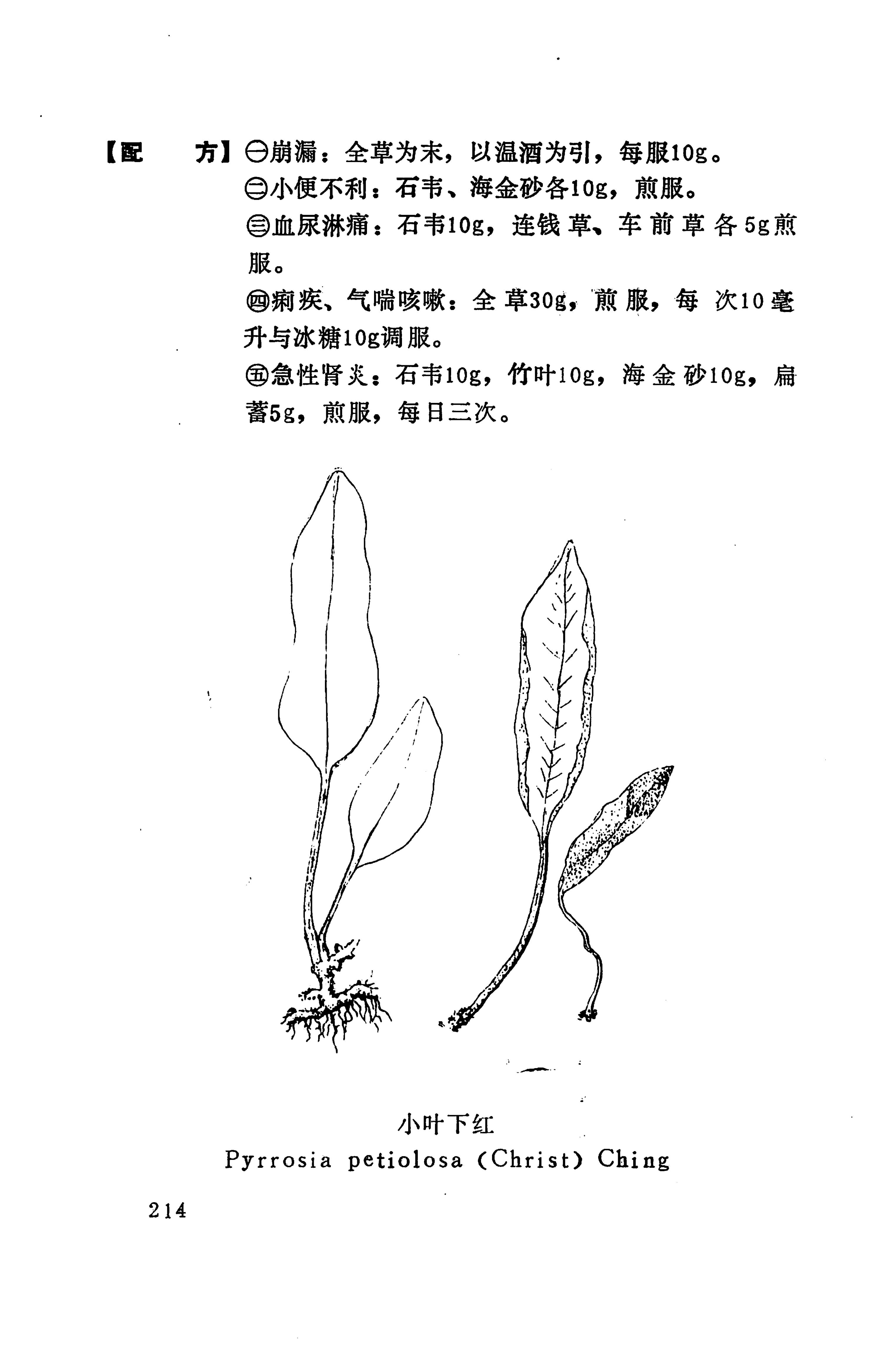 湘西苗药汇编_297.jpg