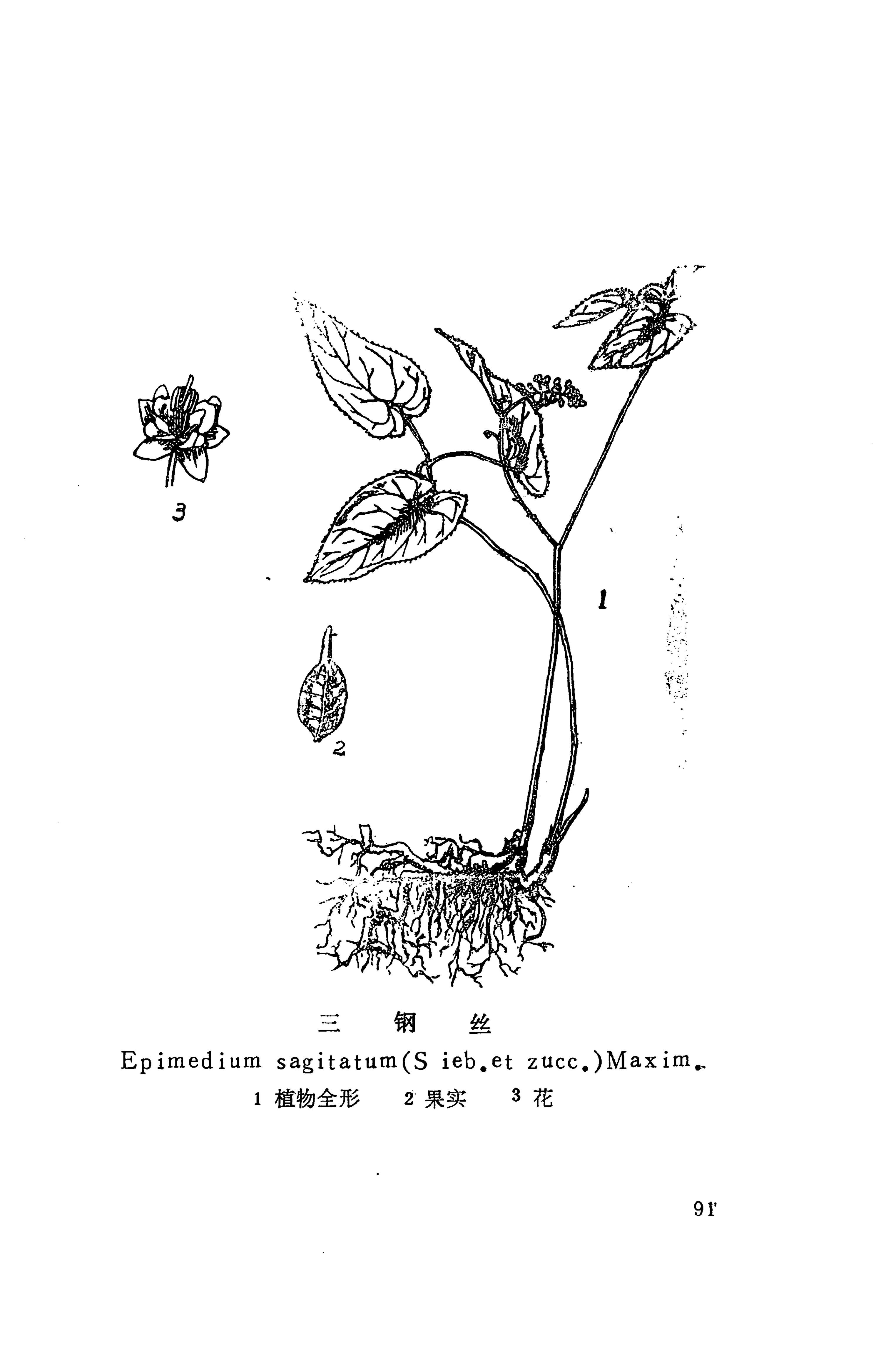 湘西苗药汇编_109.jpg