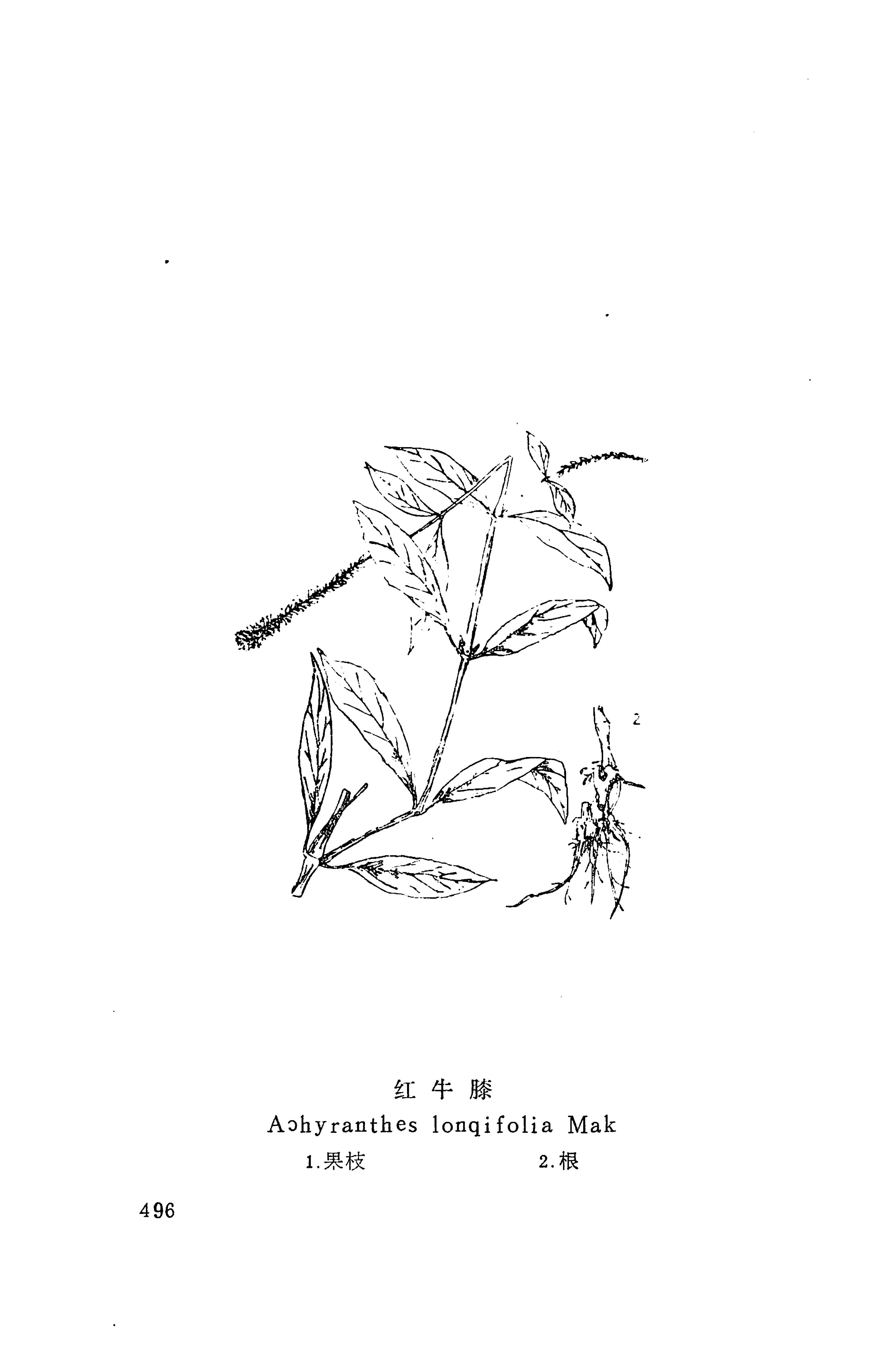 湘西苗药汇编_514.jpg