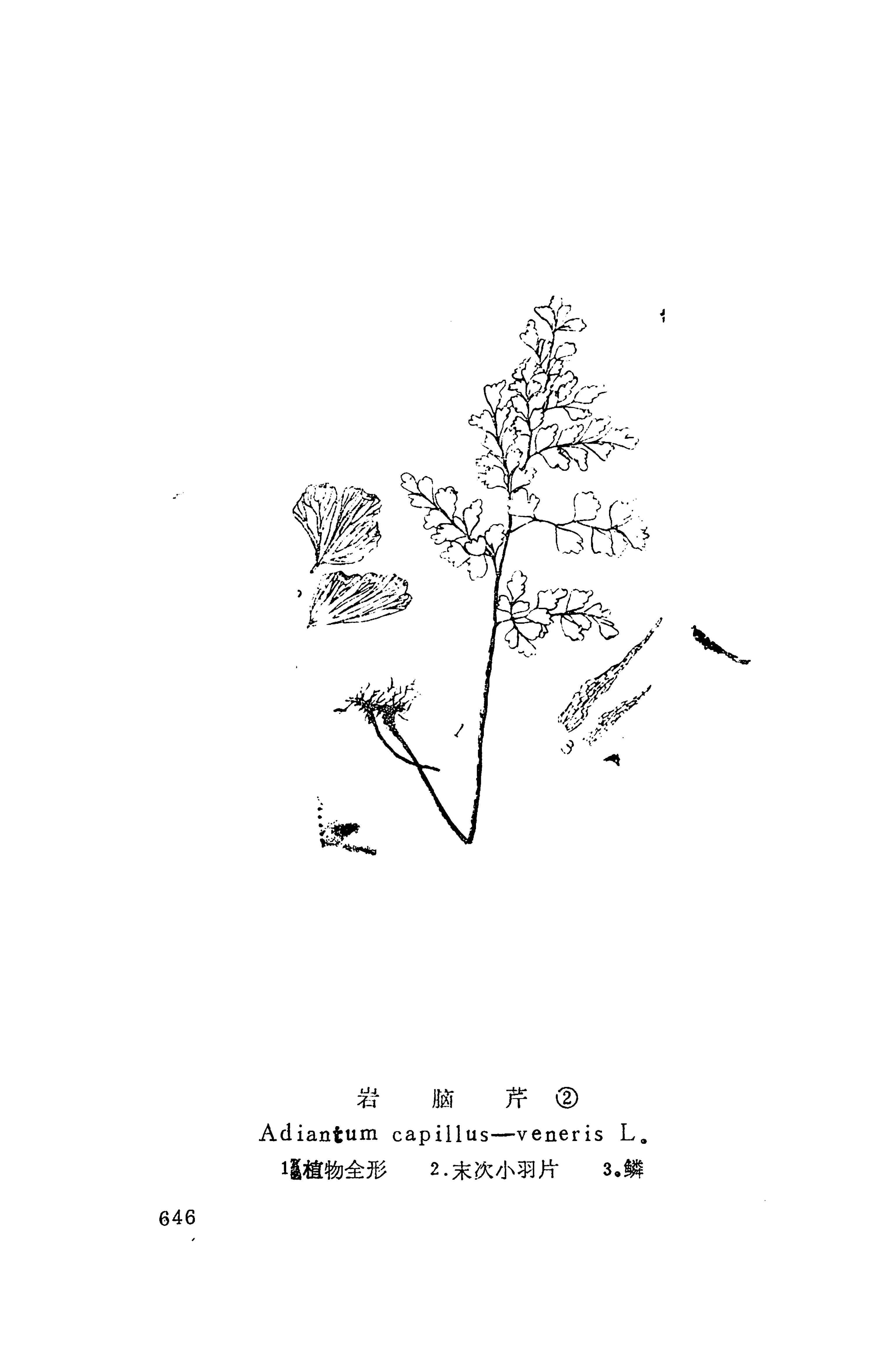 湘西苗药汇编_664.jpg
