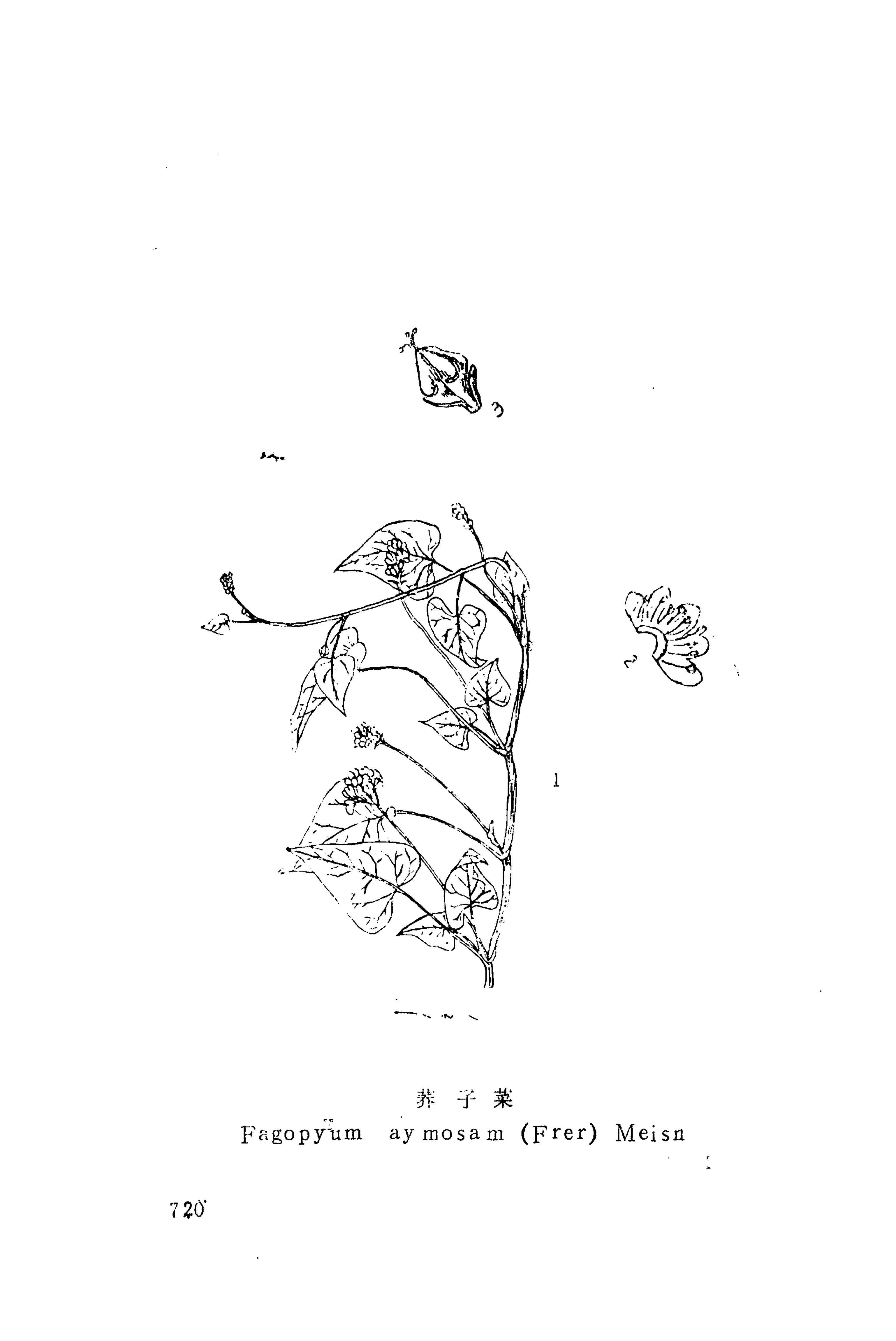 湘西苗药汇编_738.jpg