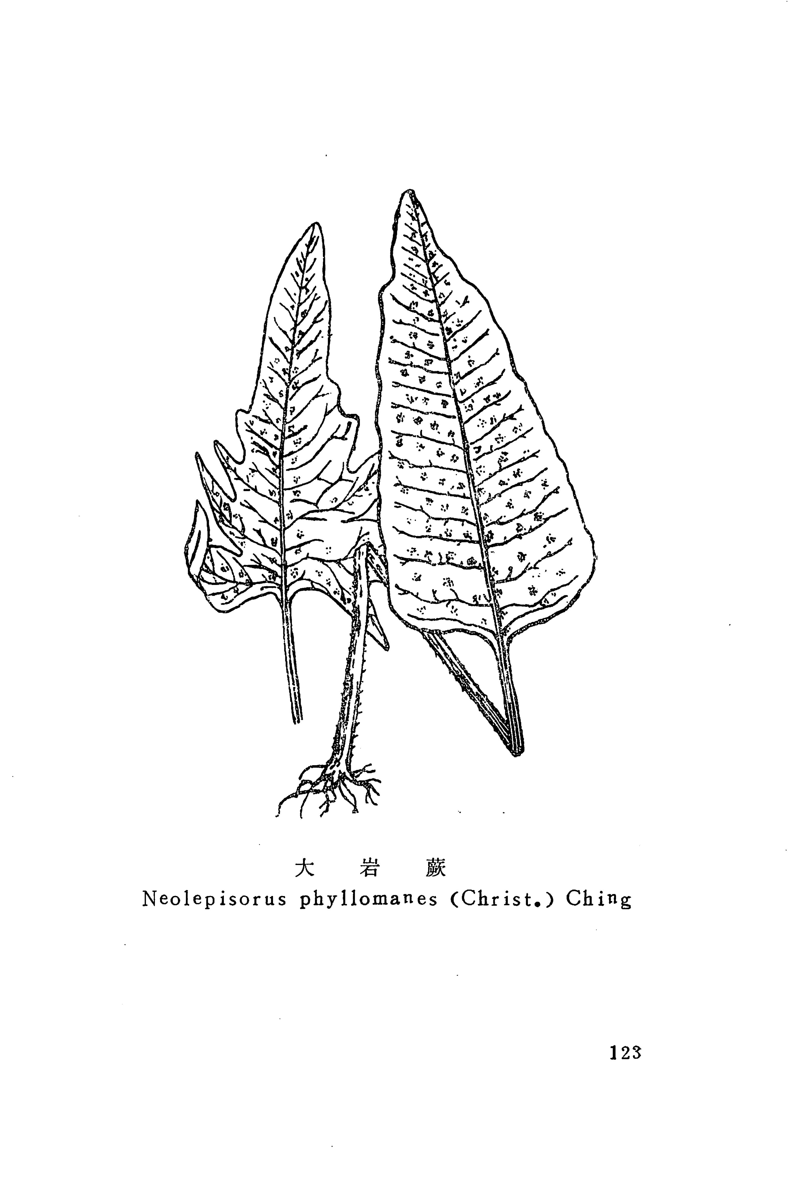 湘西苗药汇编_141.jpg