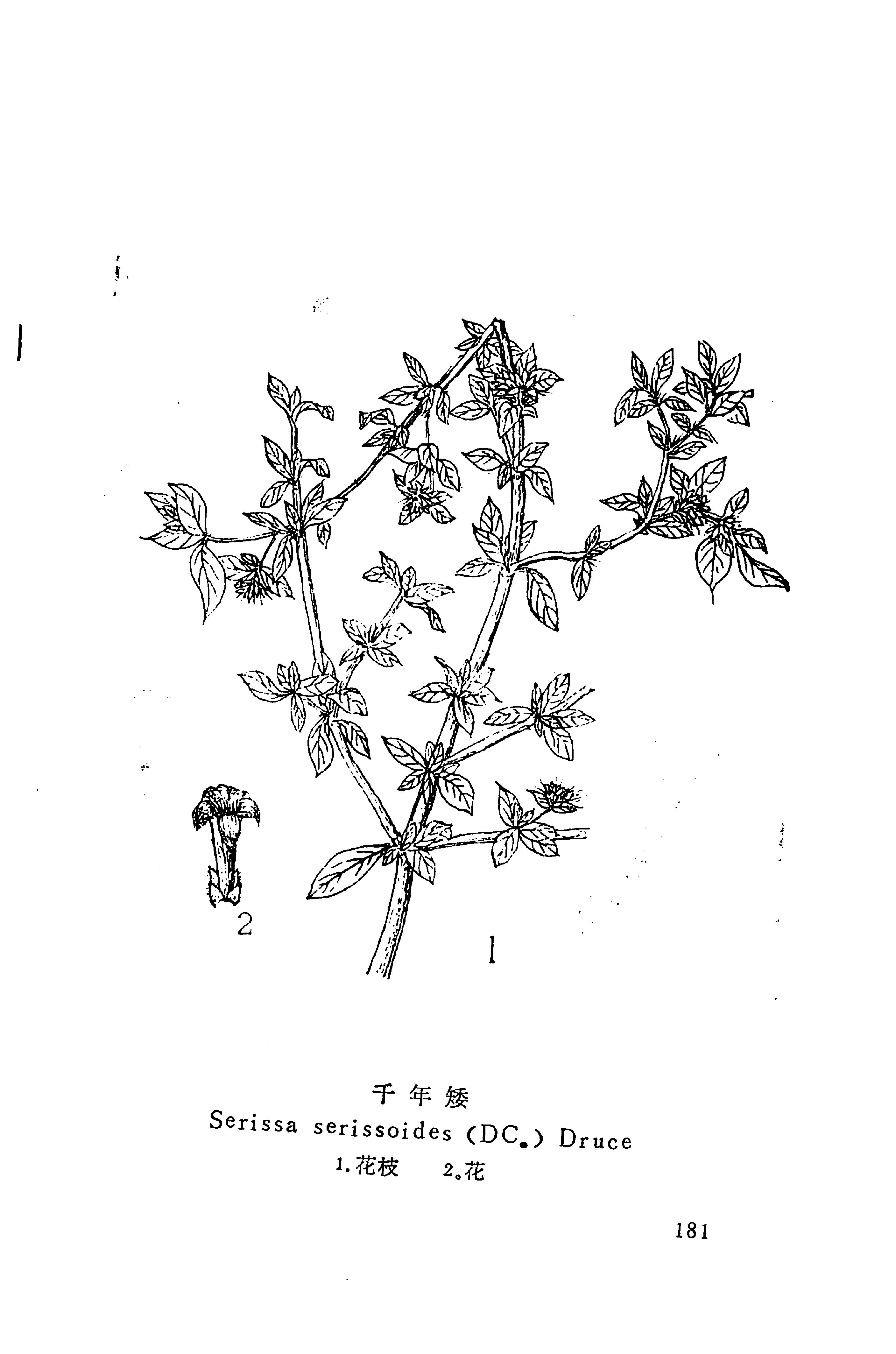 湘西苗药汇编_330.jpg
