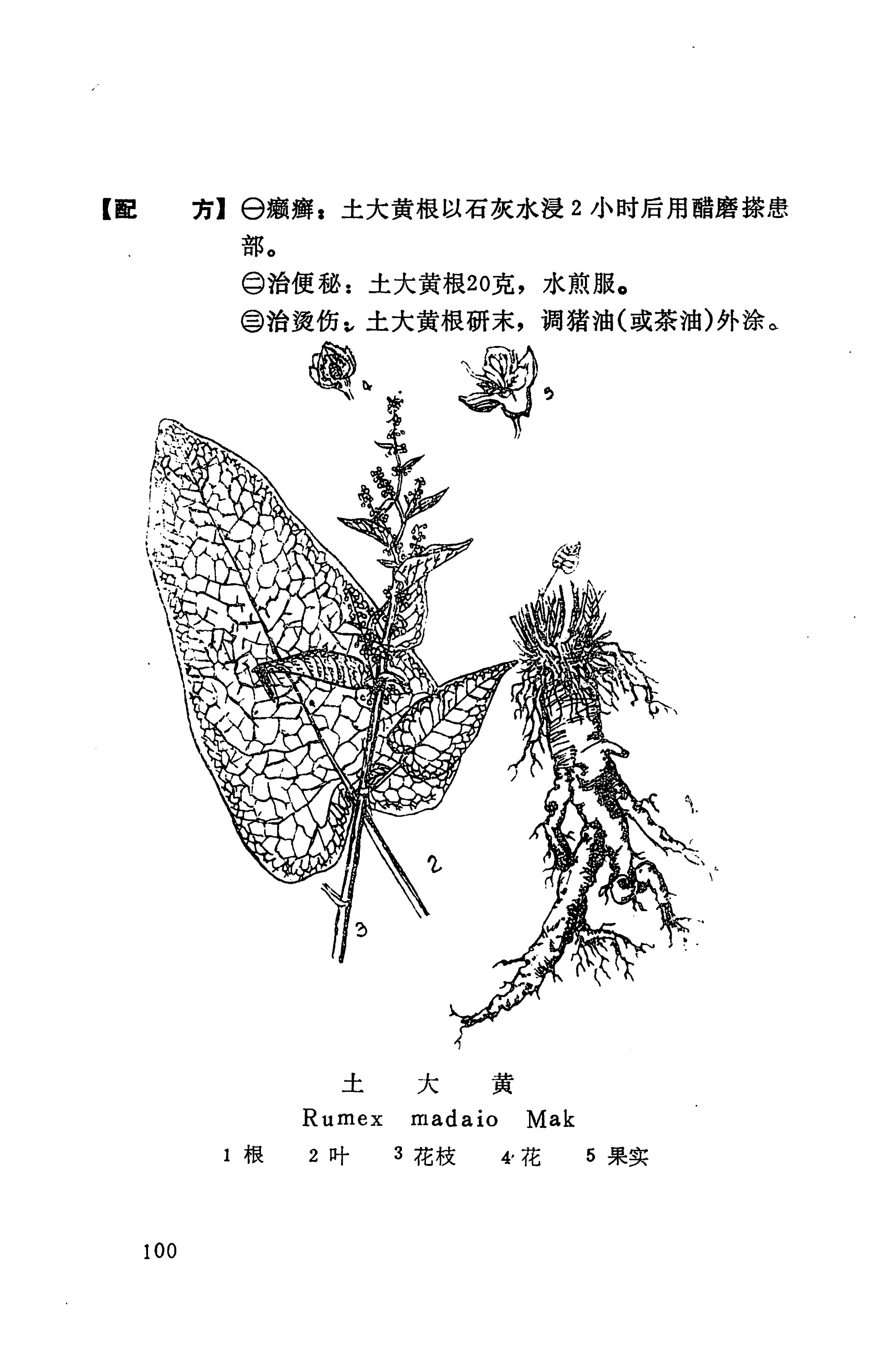 湘西苗药汇编_118.jpg