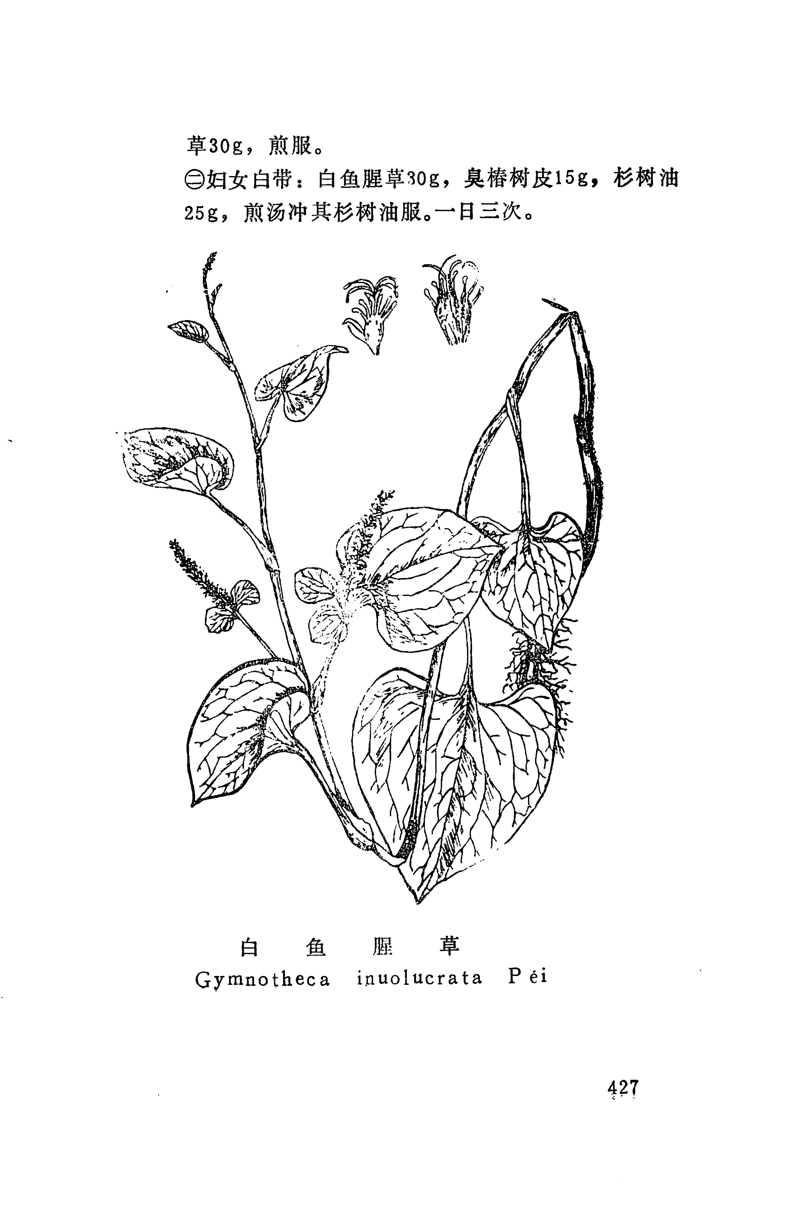 湘西苗药汇编_445.jpg