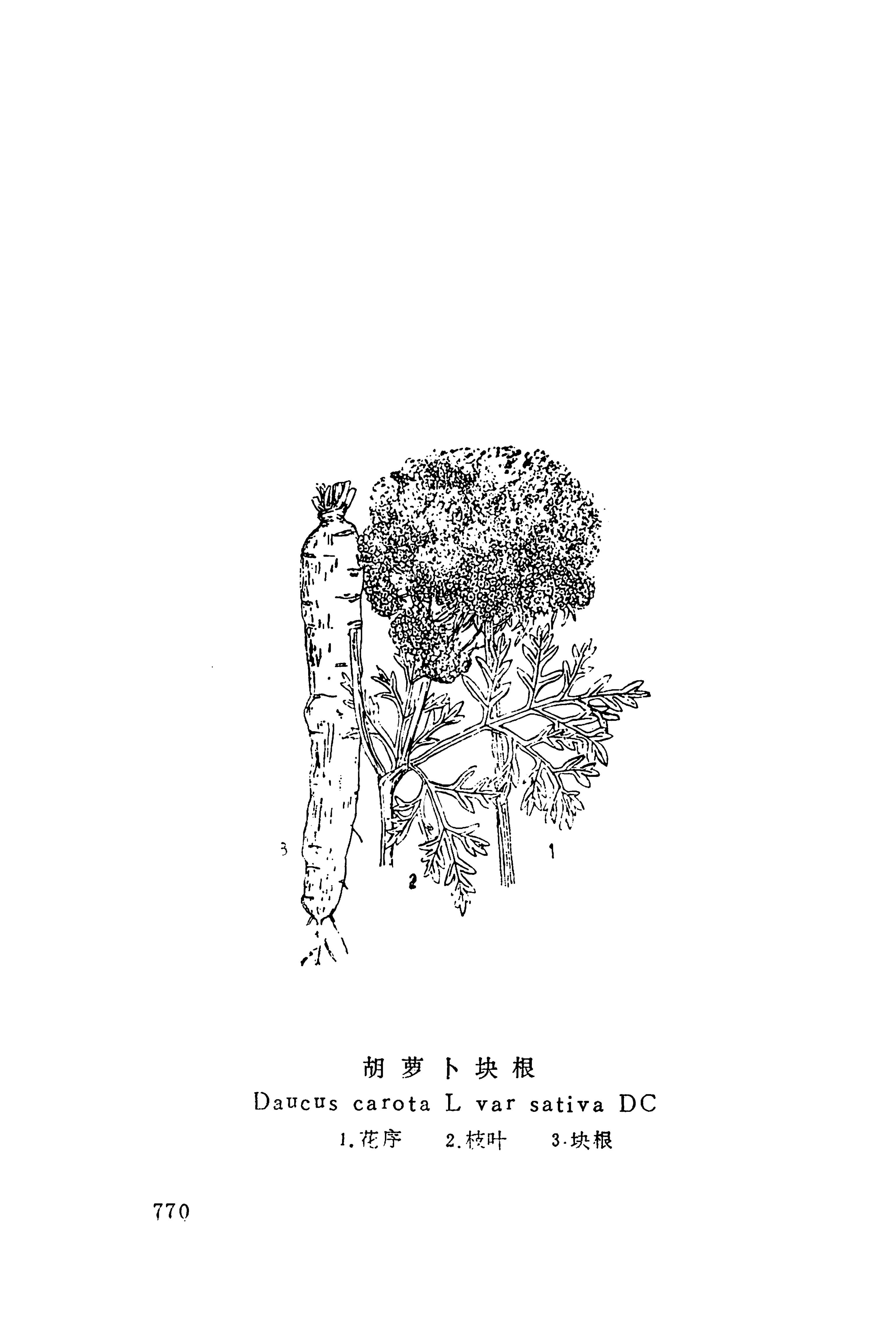 湘西苗药汇编_788.jpg