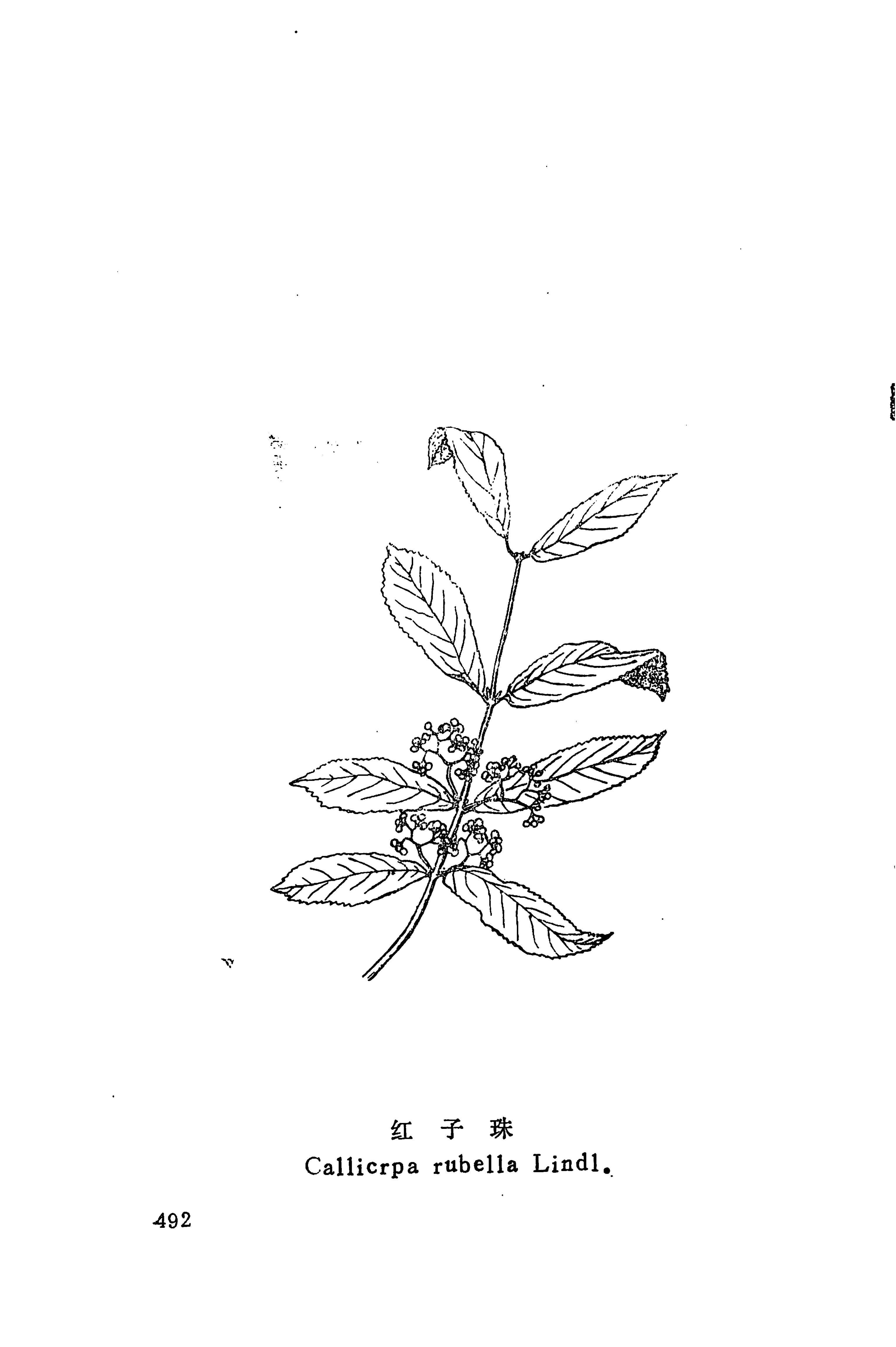 湘西苗药汇编_510.jpg