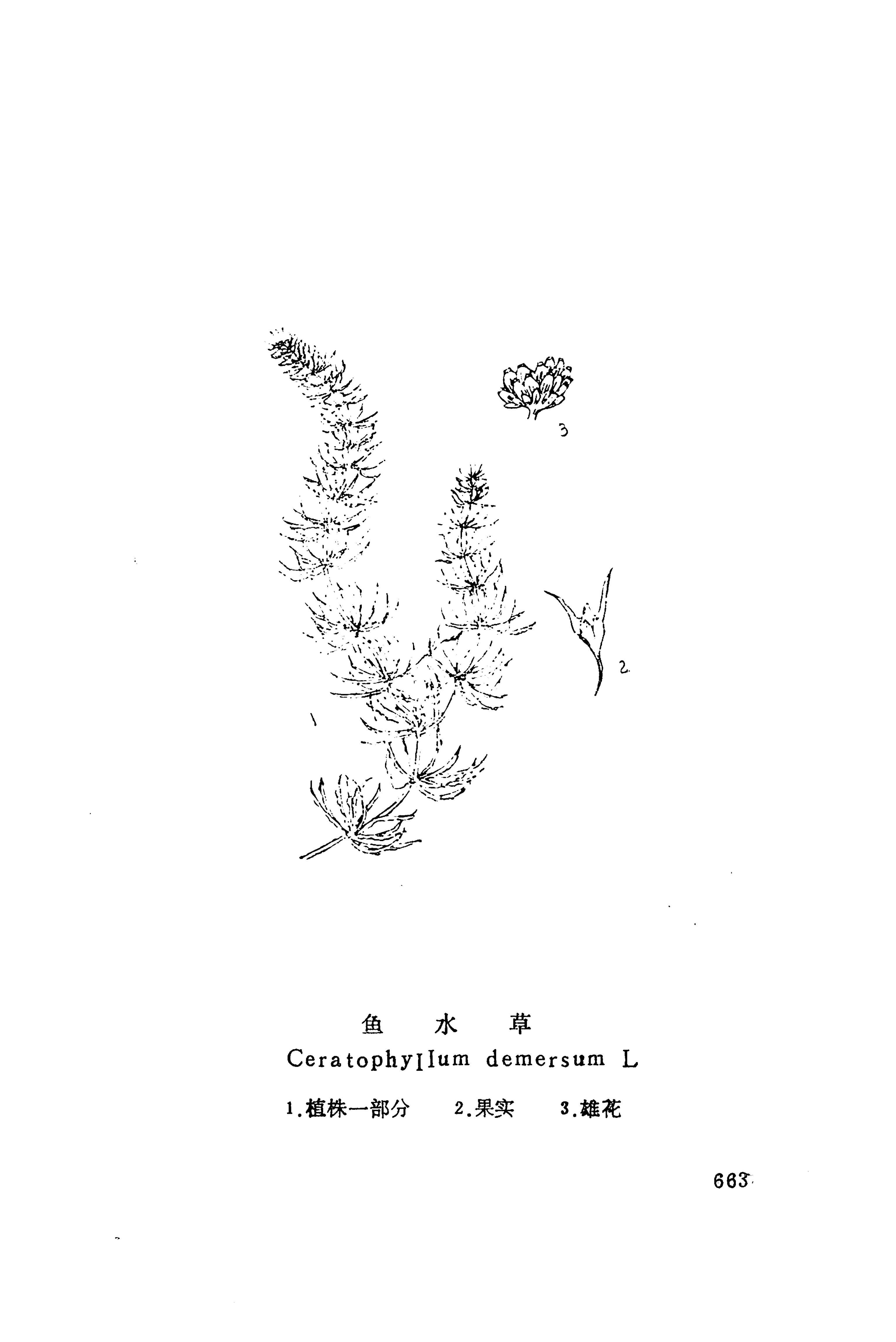 湘西苗药汇编_681.jpg