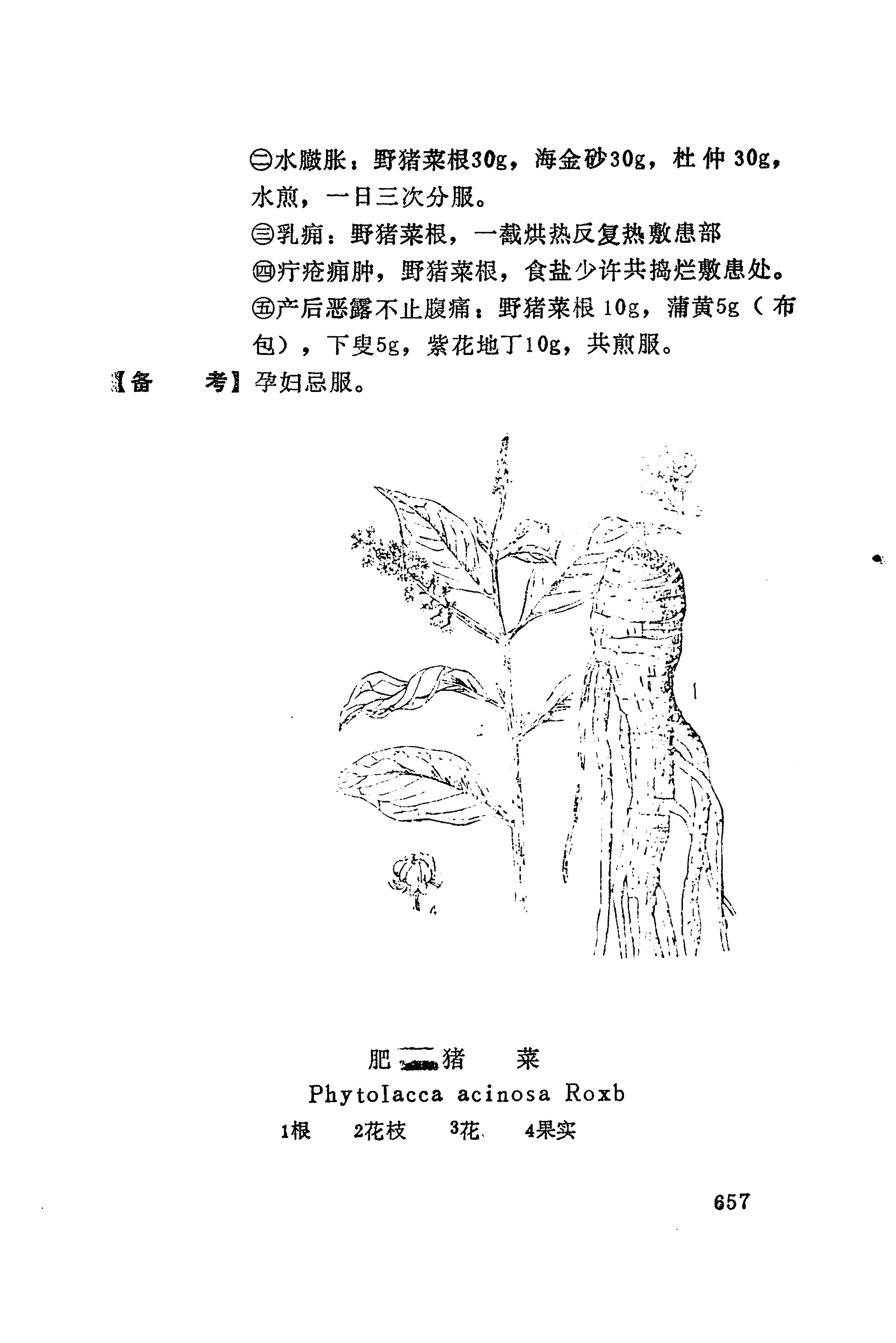 湘西苗药汇编_675.jpg