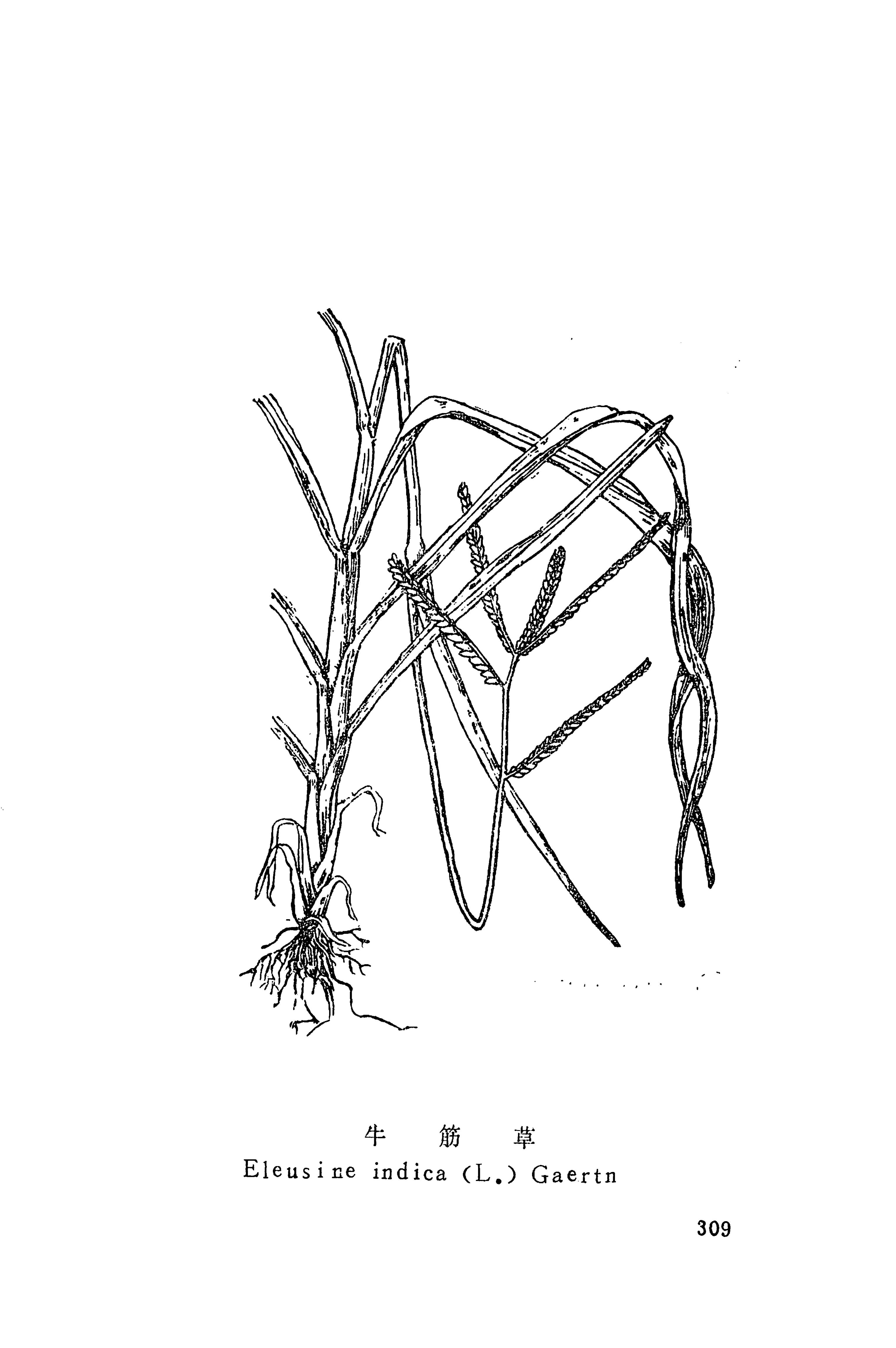 湘西苗药汇编_202.jpg