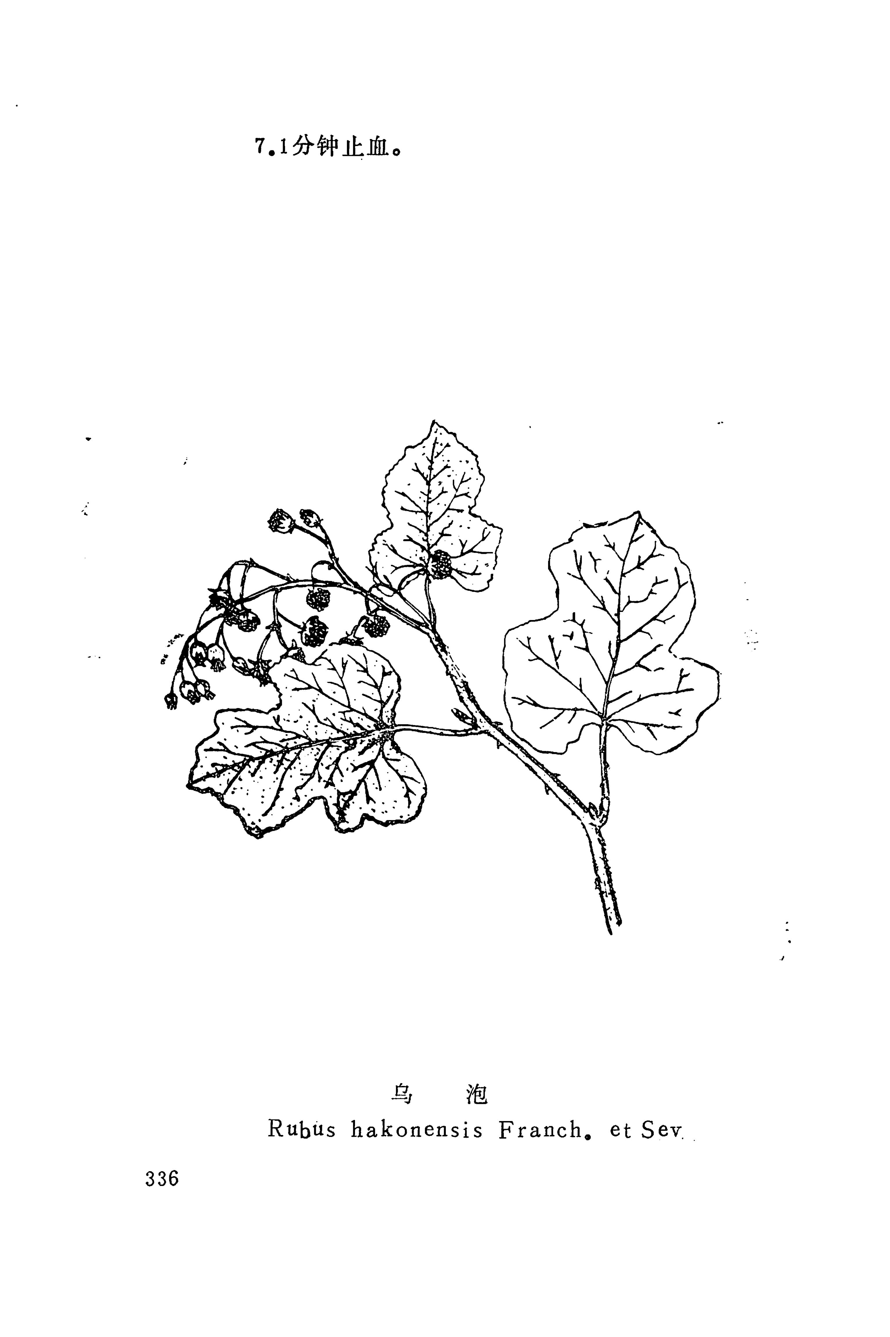湘西苗药汇编_354.jpg