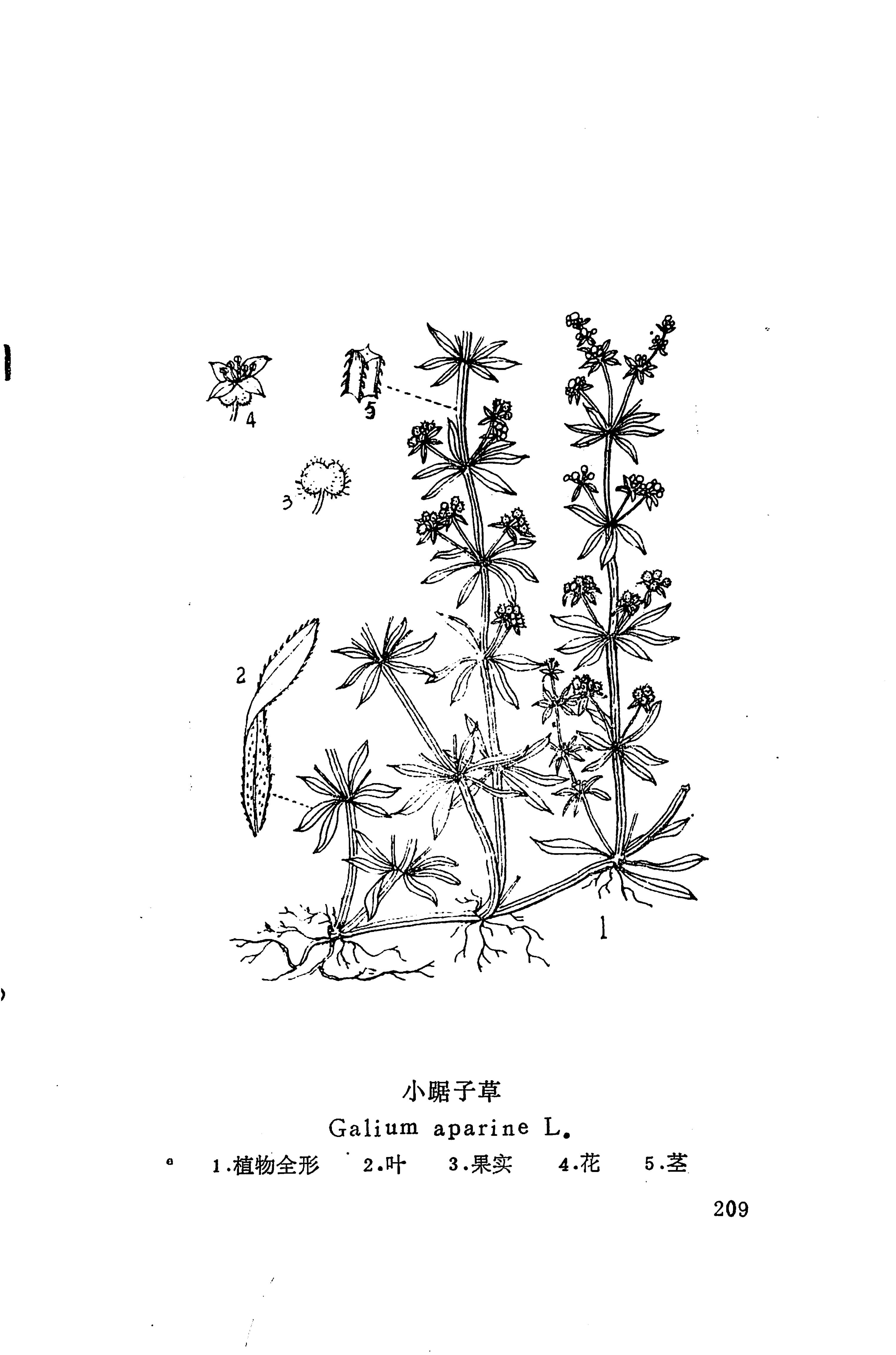 湘西苗药汇编_302.jpg