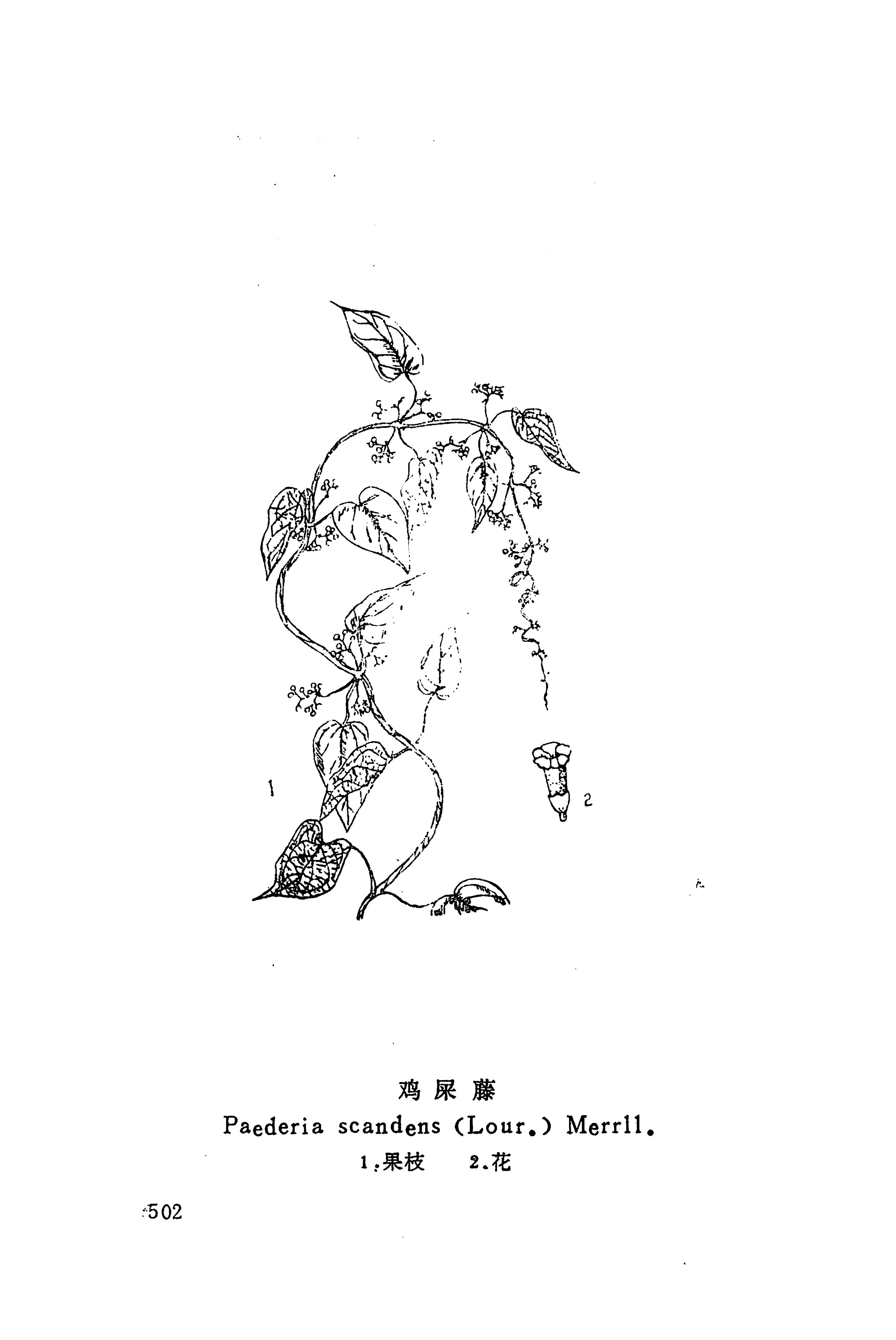 湘西苗药汇编_520.jpg