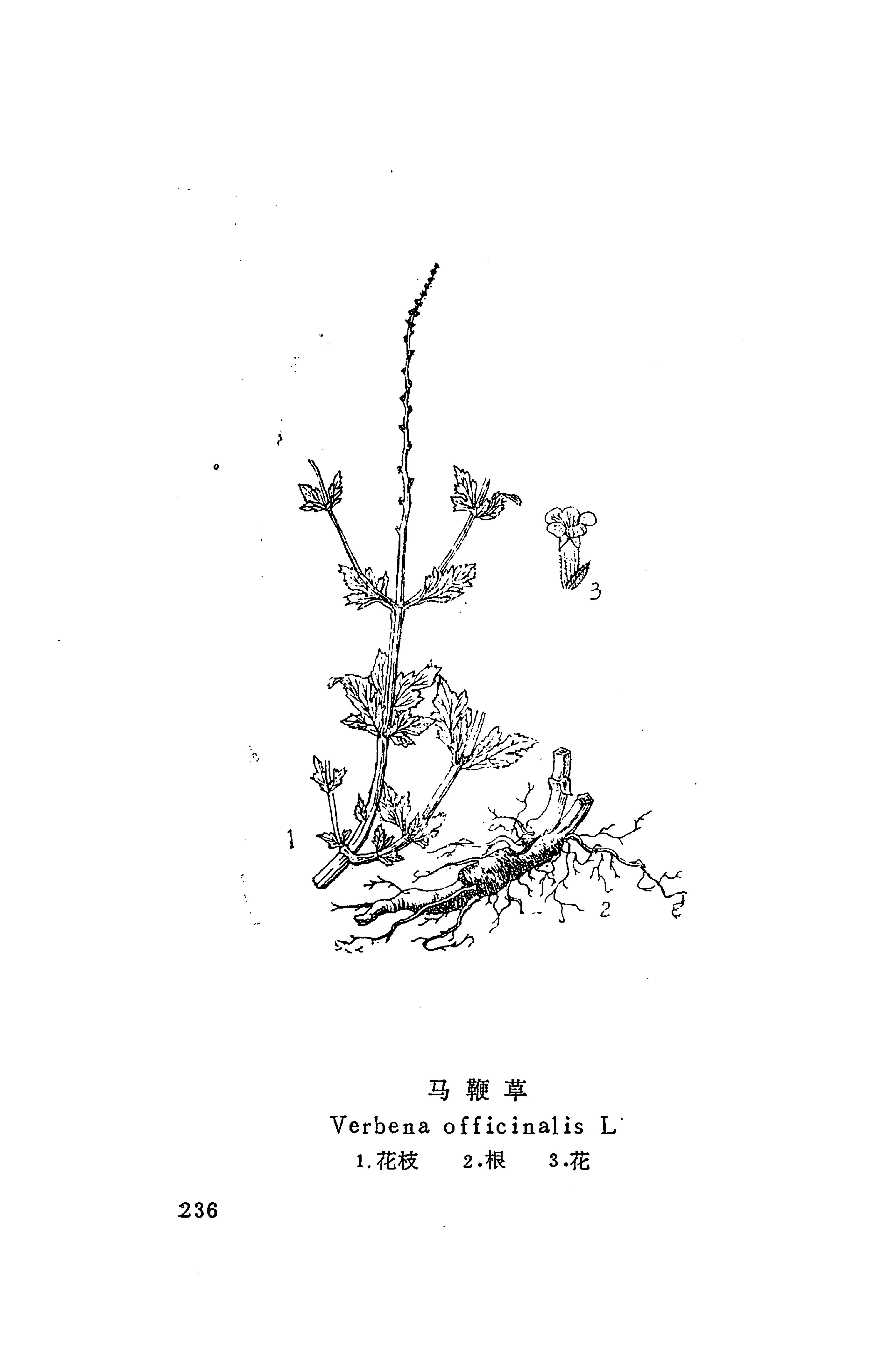 湘西苗药汇编_275.jpg