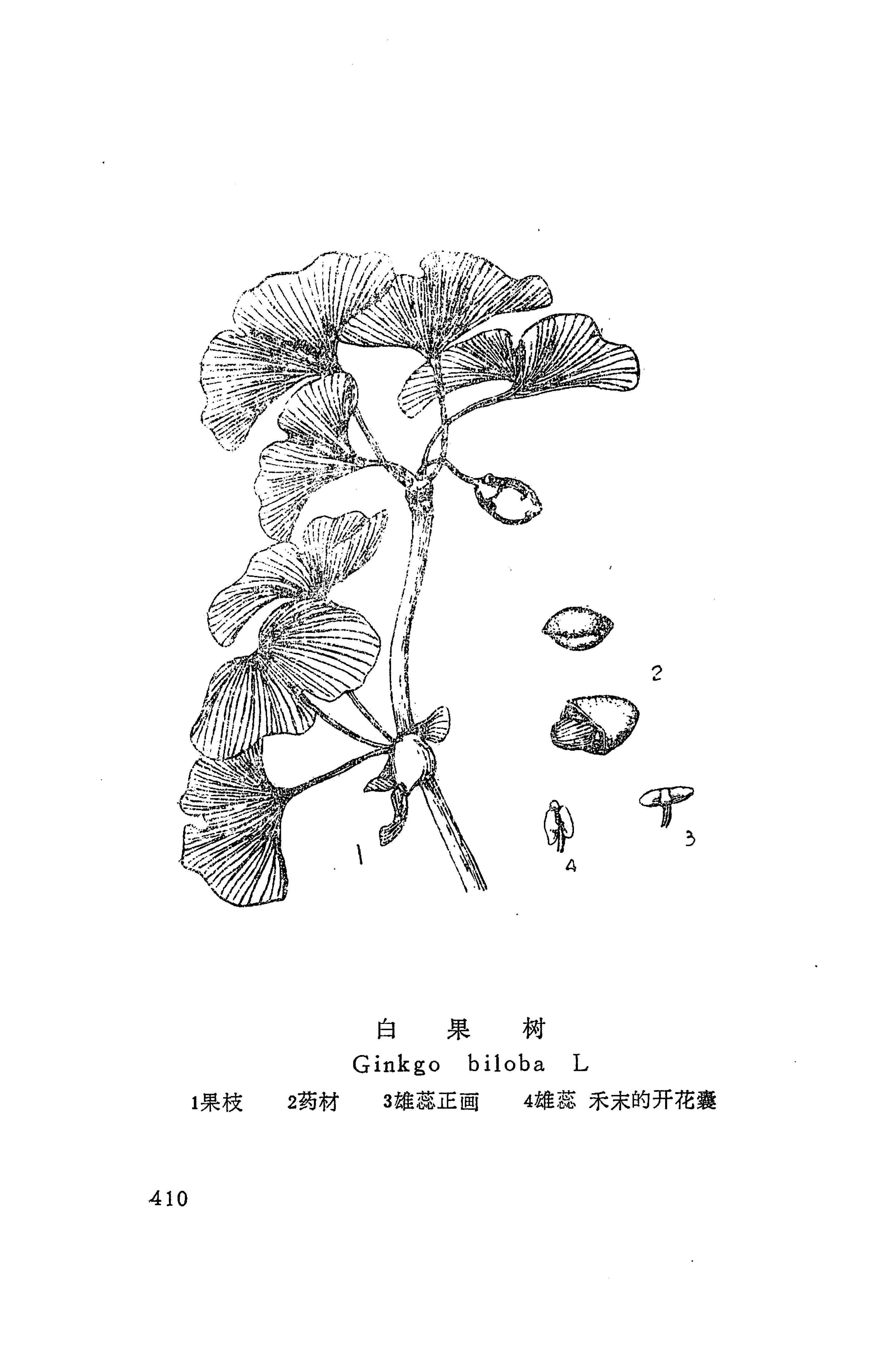 湘西苗药汇编_428.jpg