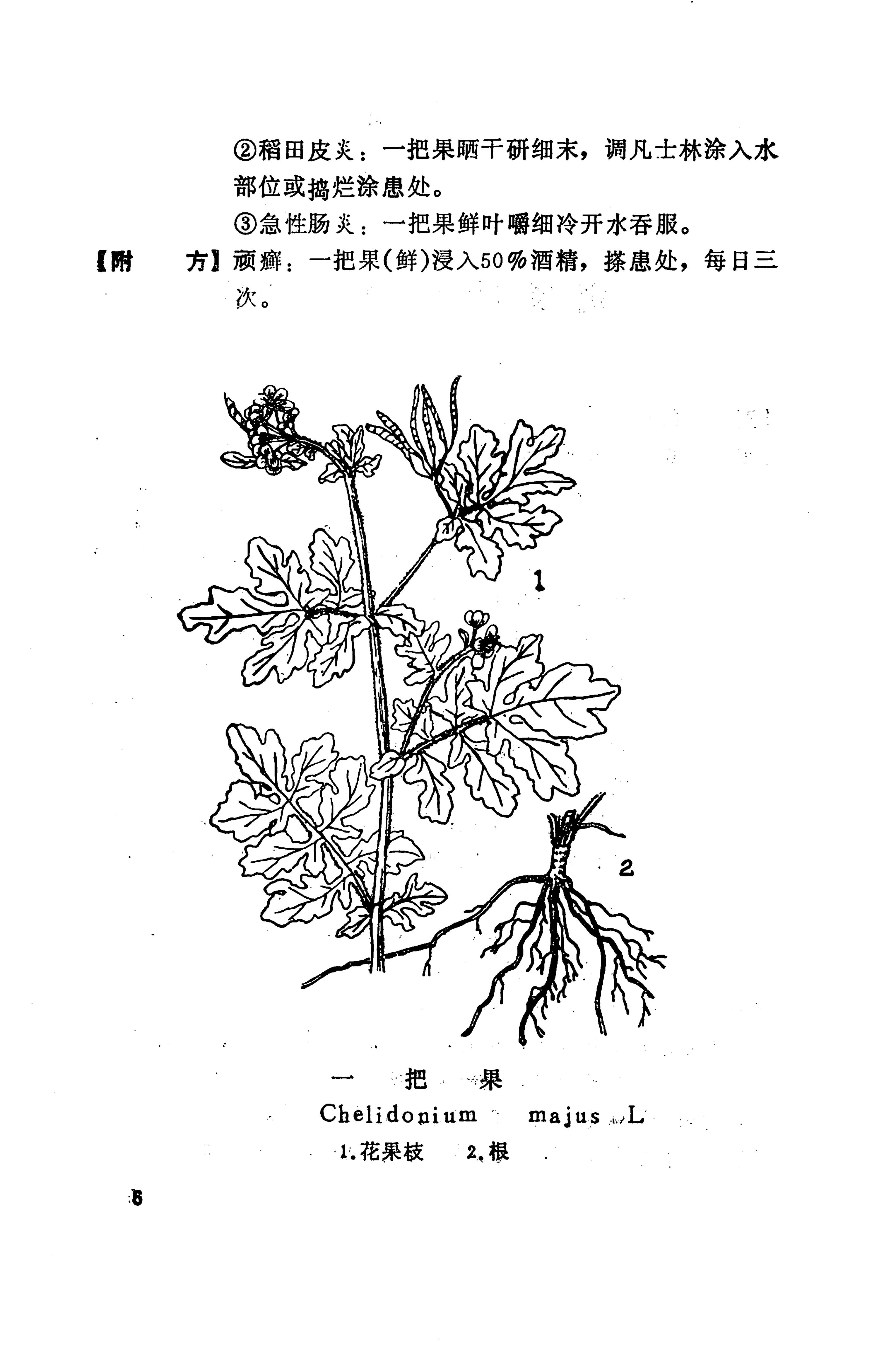 湘西苗药汇编_24.jpg
