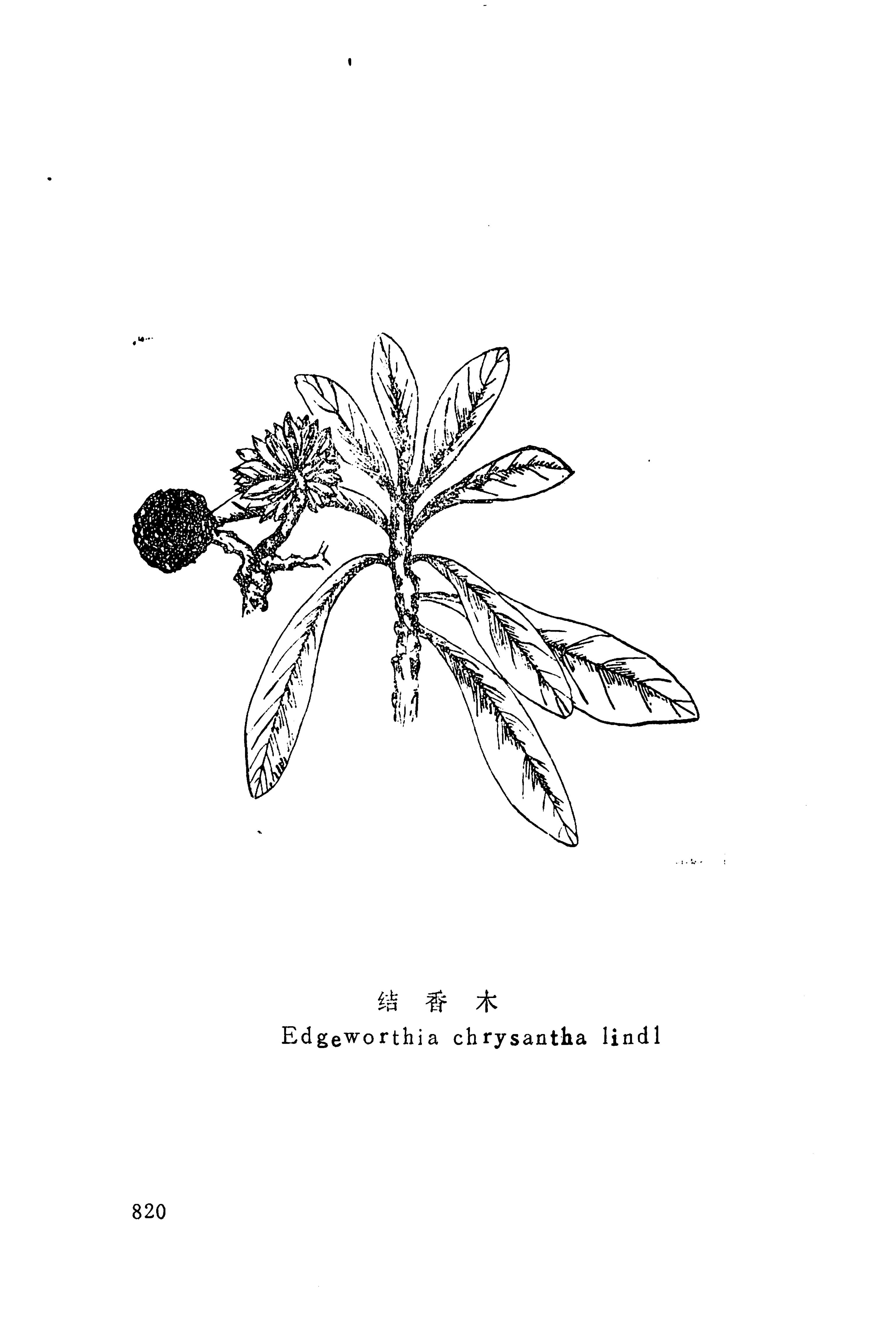 湘西苗药汇编_838.jpg