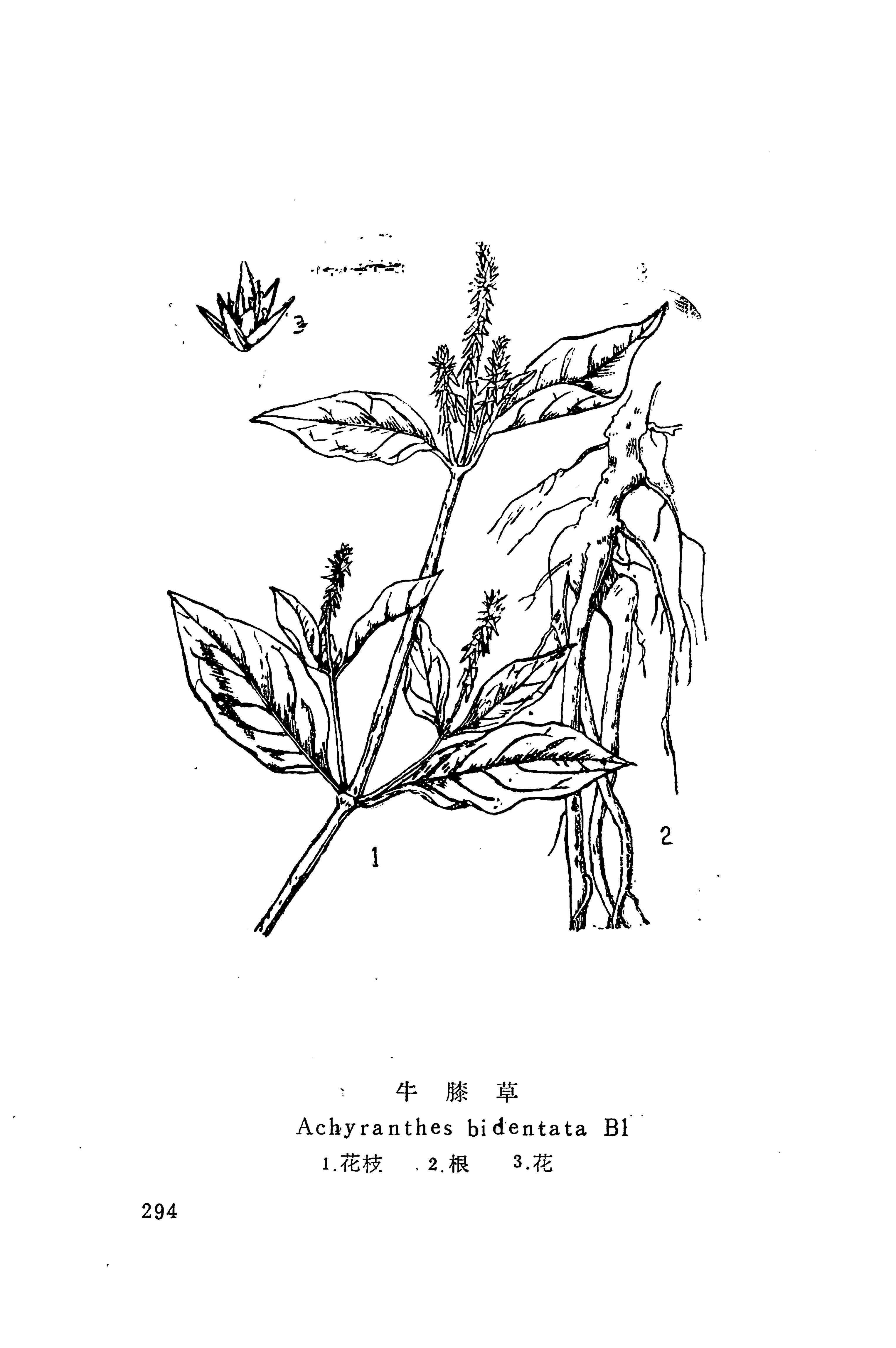 湘西苗药汇编_217.jpg