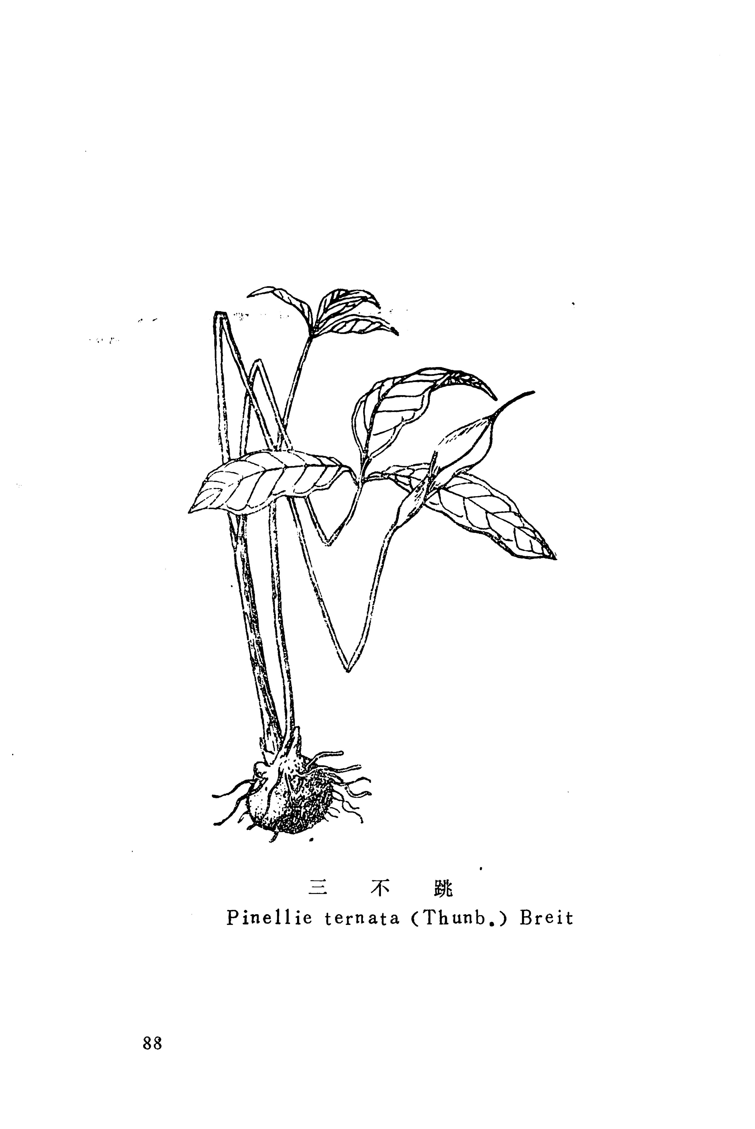 湘西苗药汇编_106.jpg