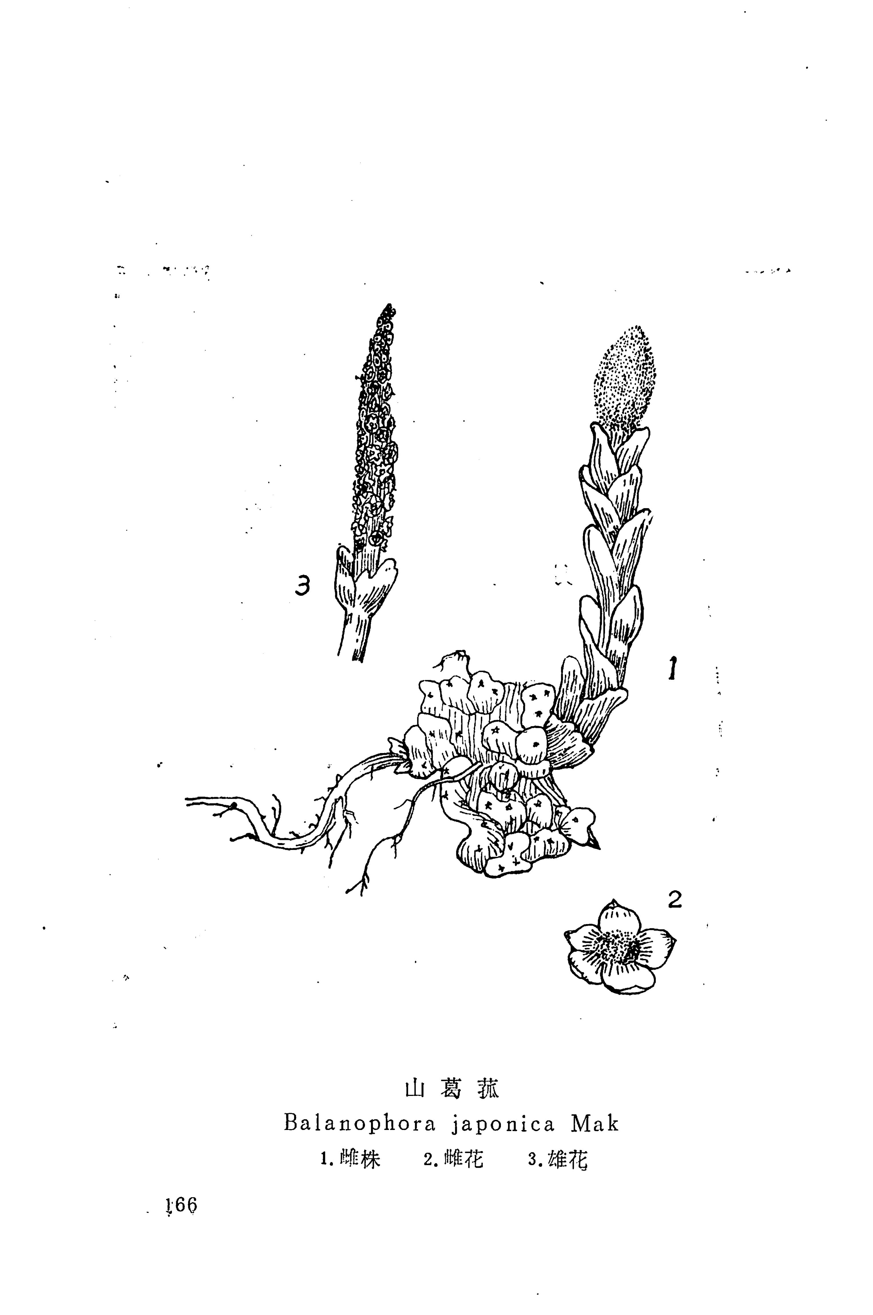 湘西苗药汇编_184.jpg