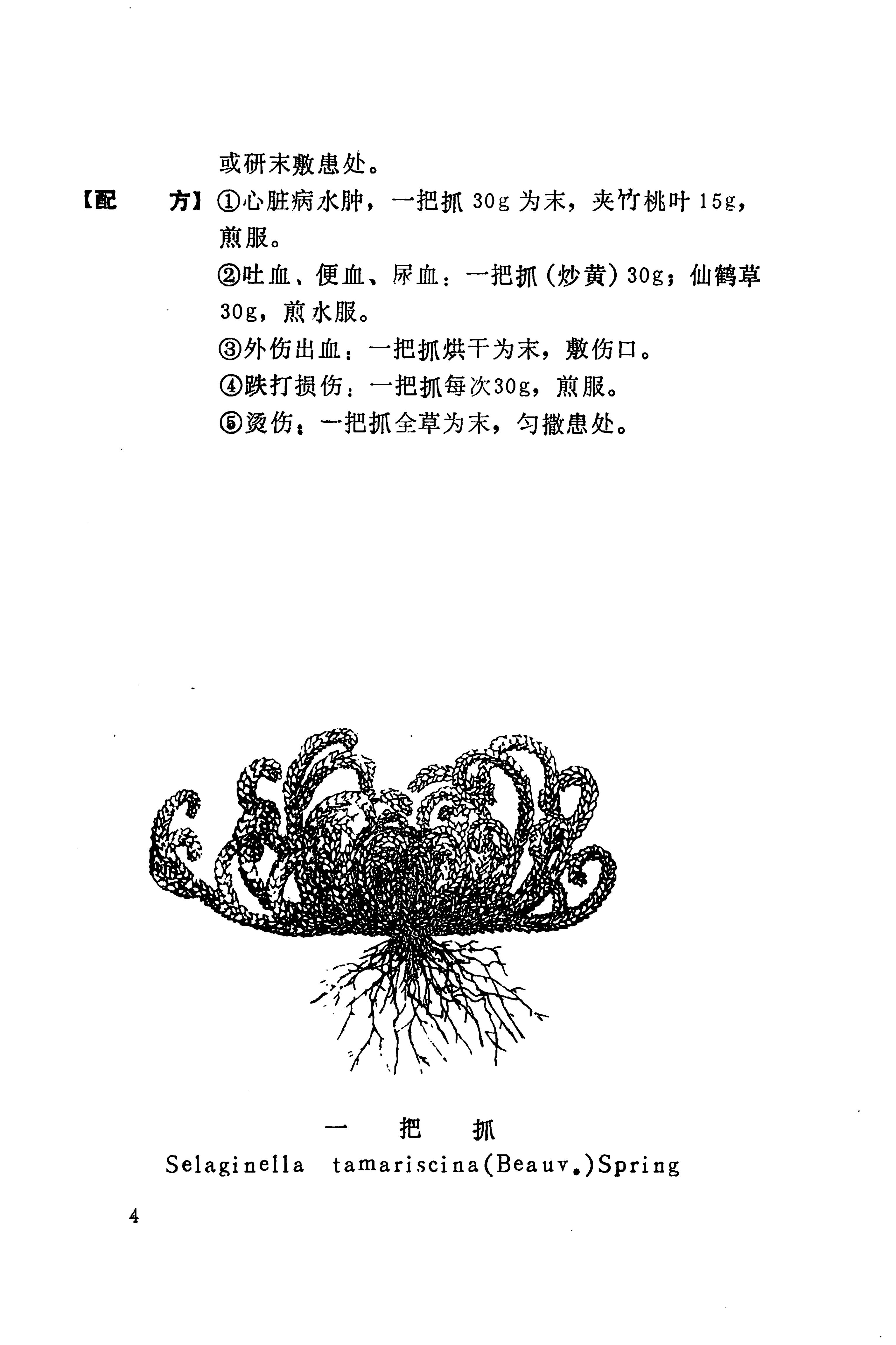 湘西苗药汇编_22.jpg