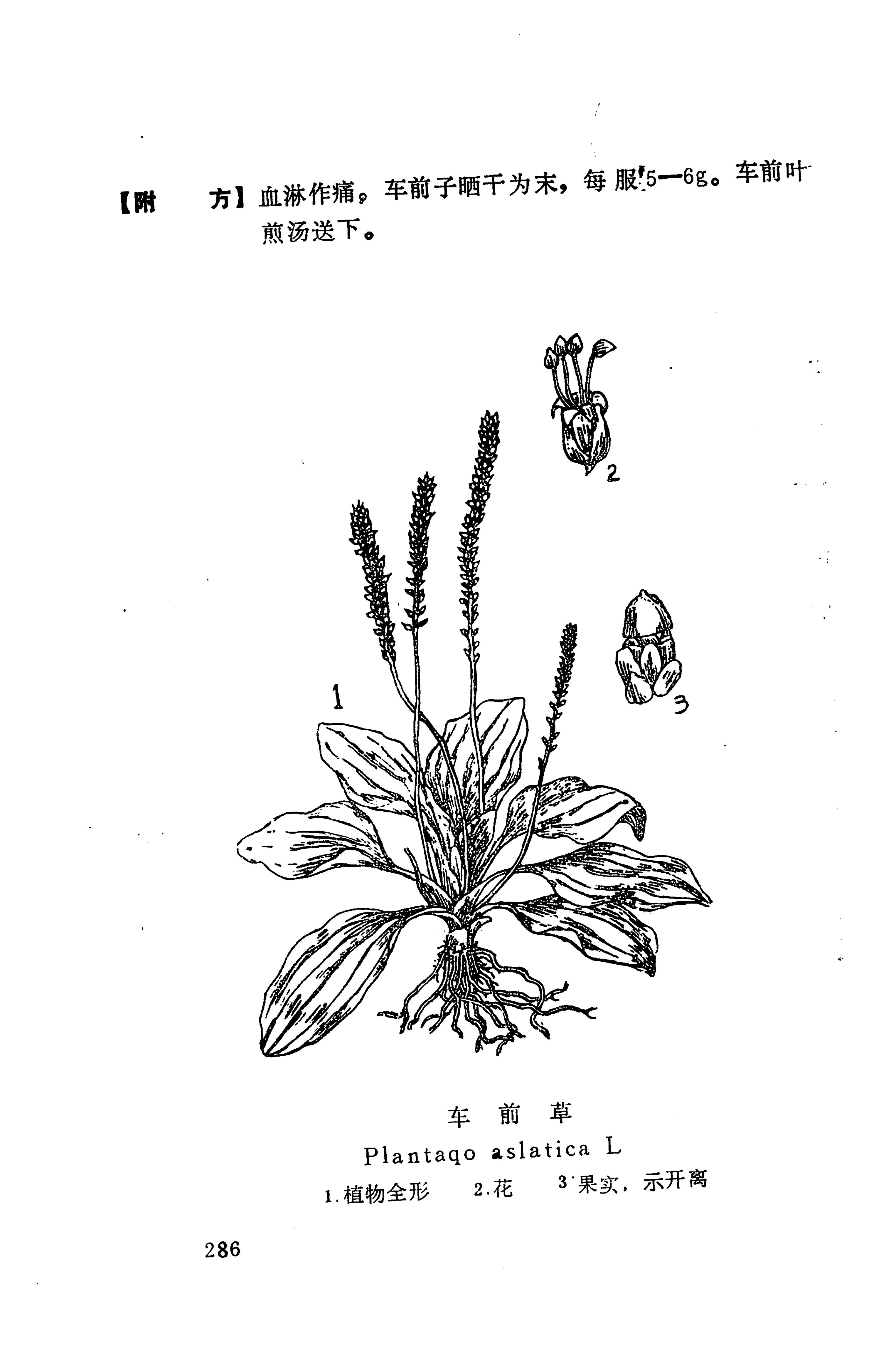 湘西苗药汇编_225.jpg