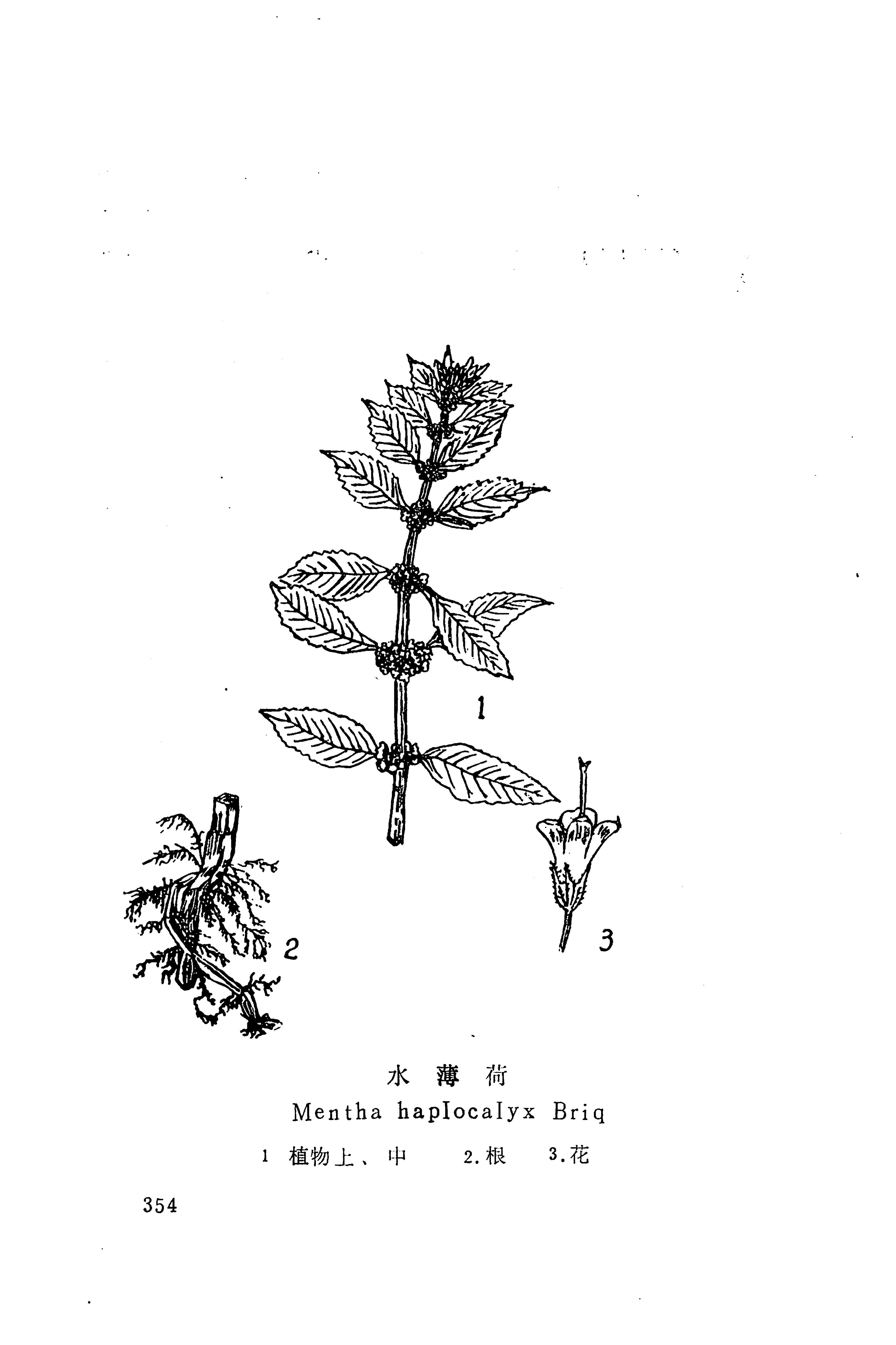 湘西苗药汇编_372.jpg