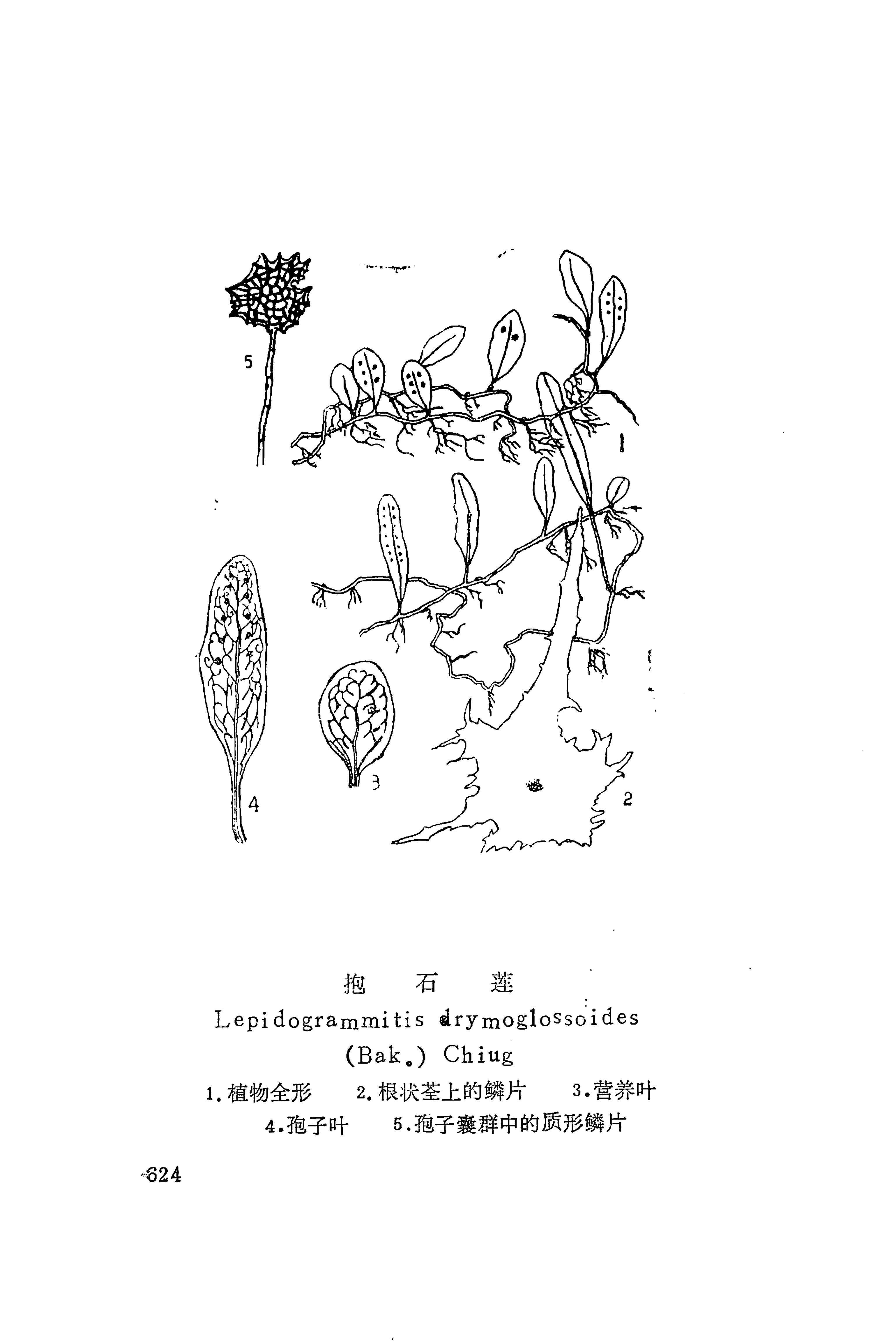 湘西苗药汇编_642.jpg