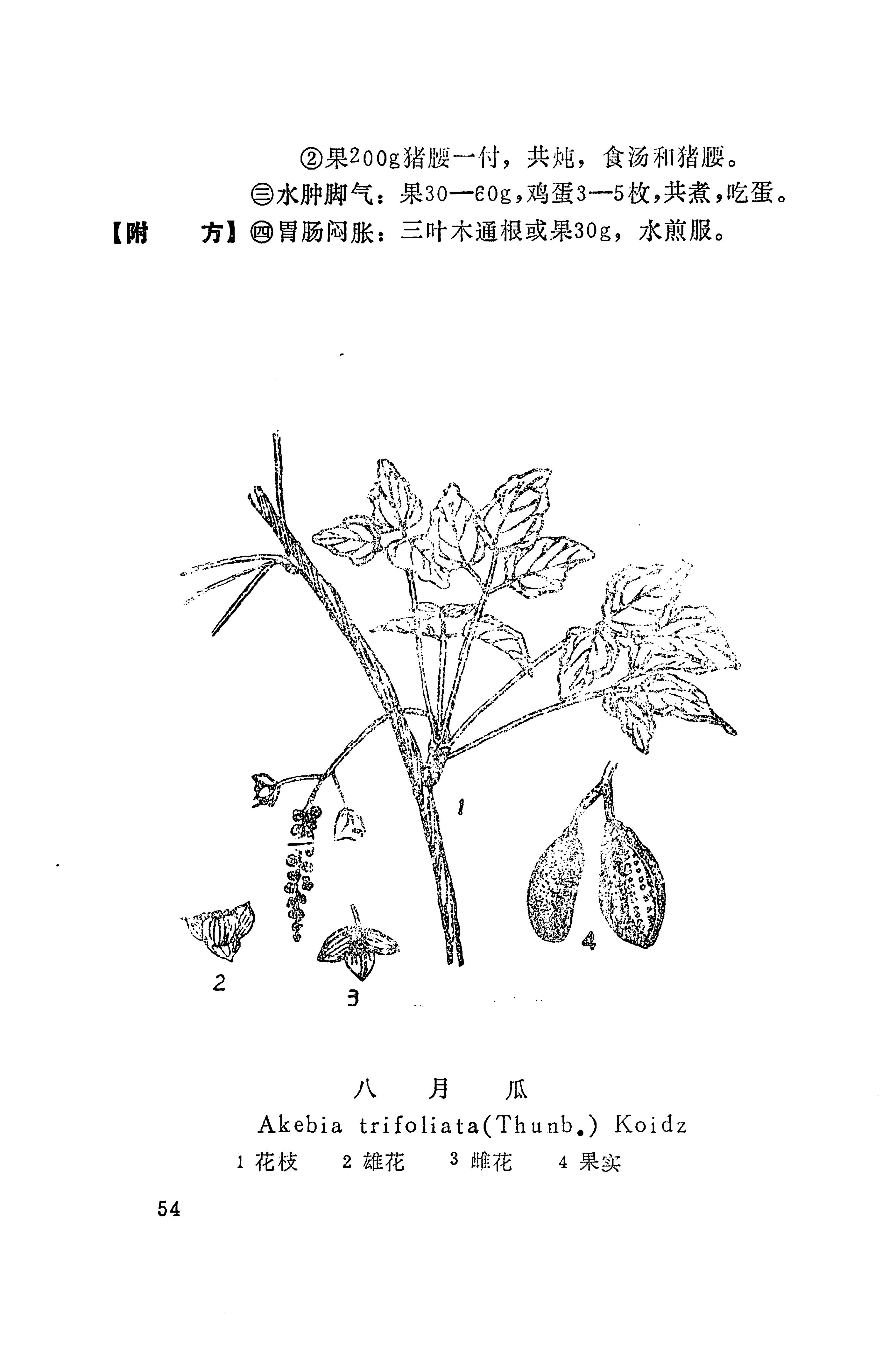 湘西苗药汇编_72.jpg