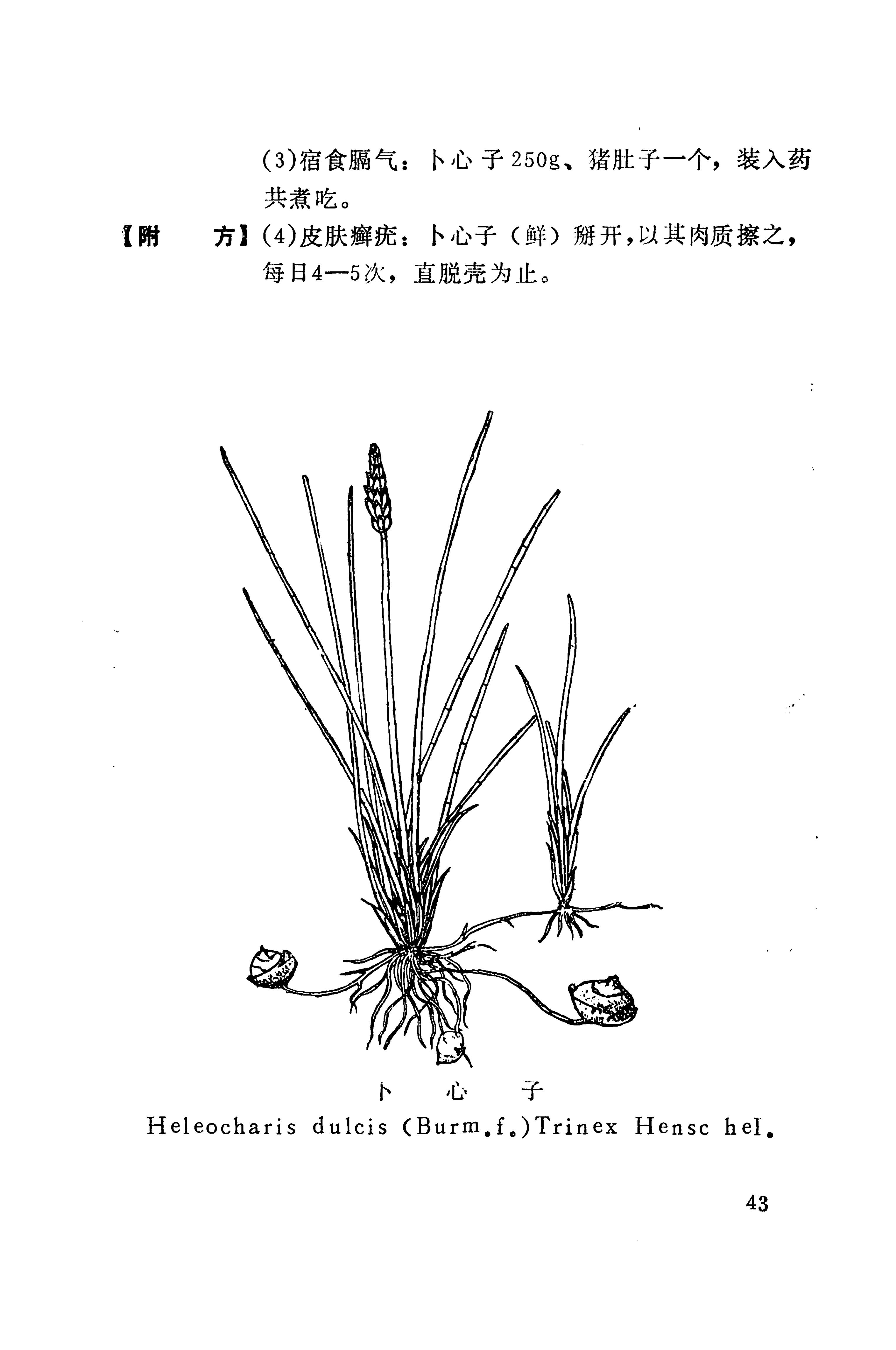 湘西苗药汇编_61.jpg