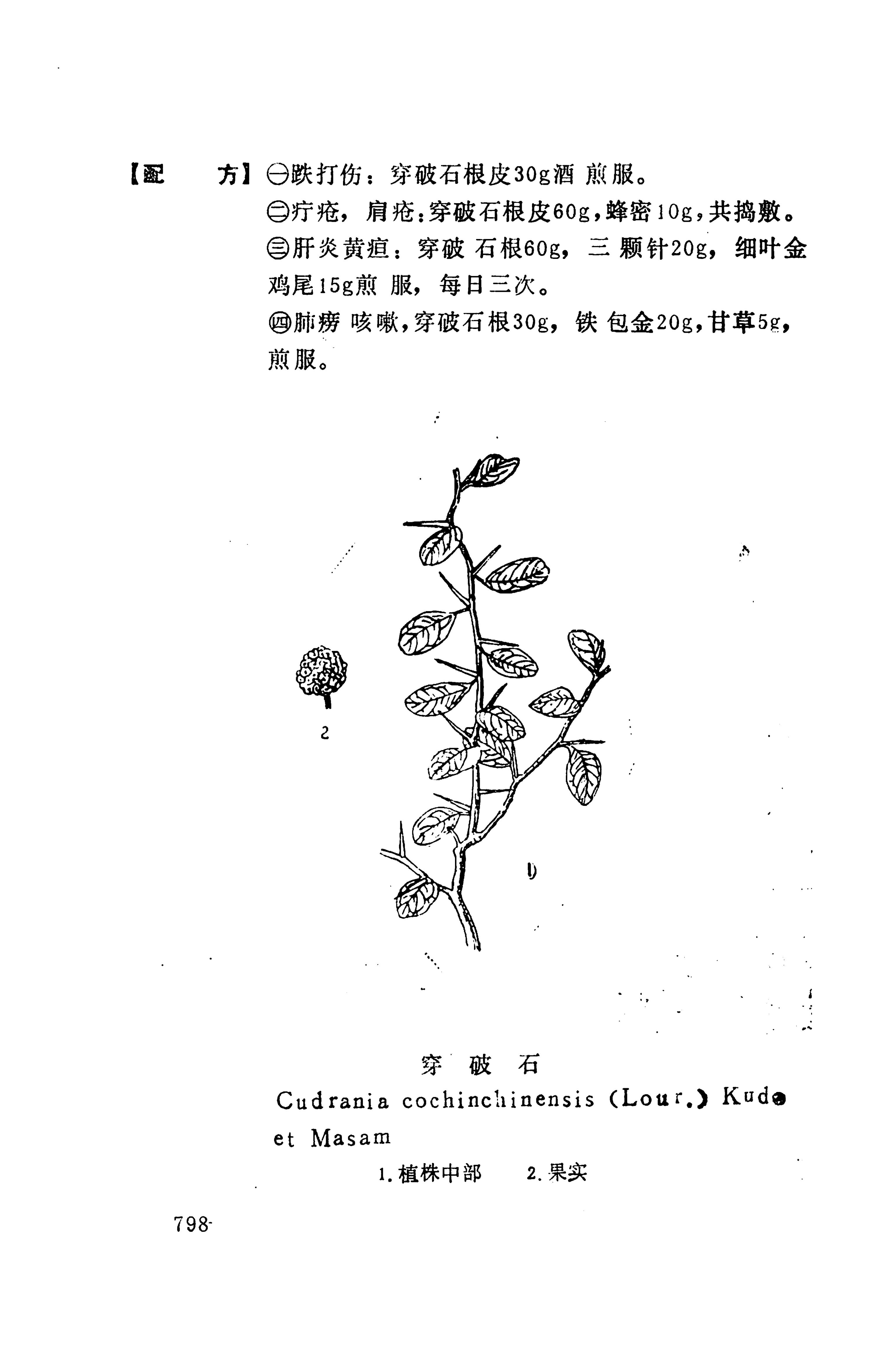湘西苗药汇编_816.jpg