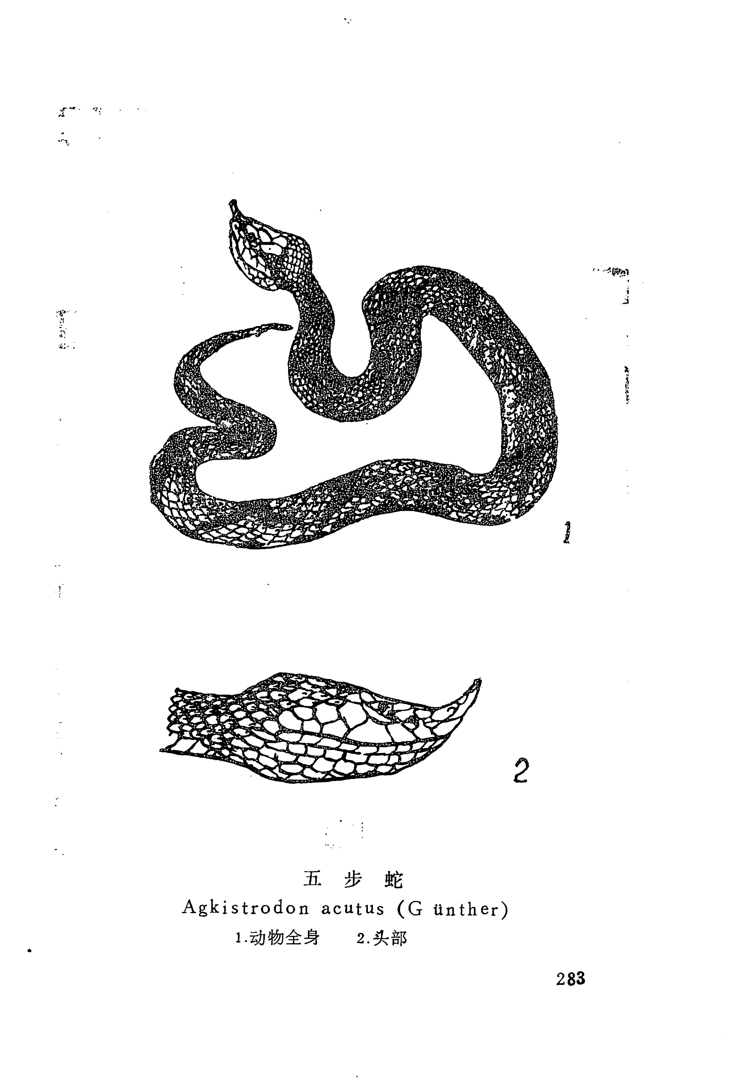 湘西苗药汇编_228.jpg