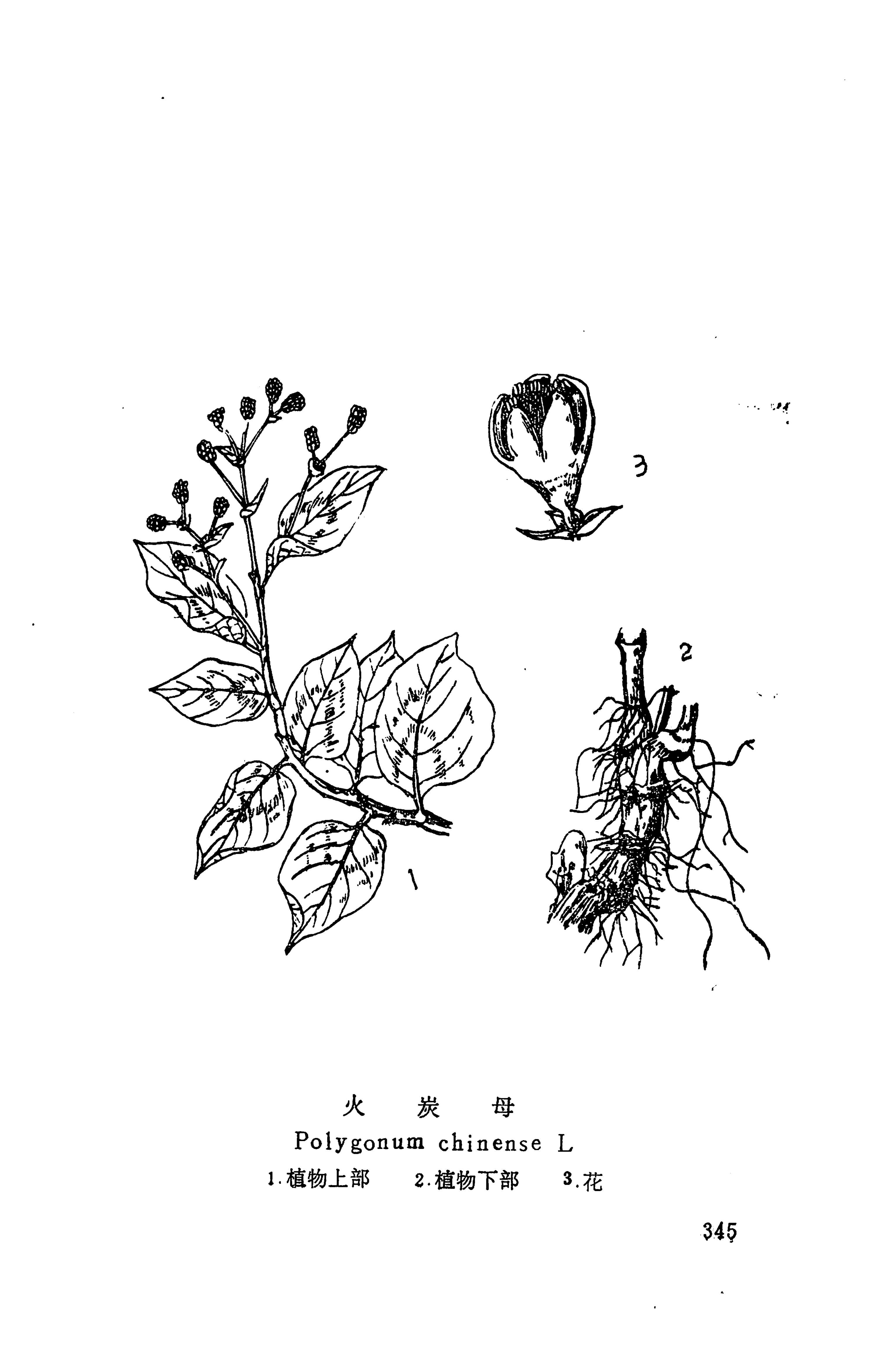 湘西苗药汇编_363.jpg