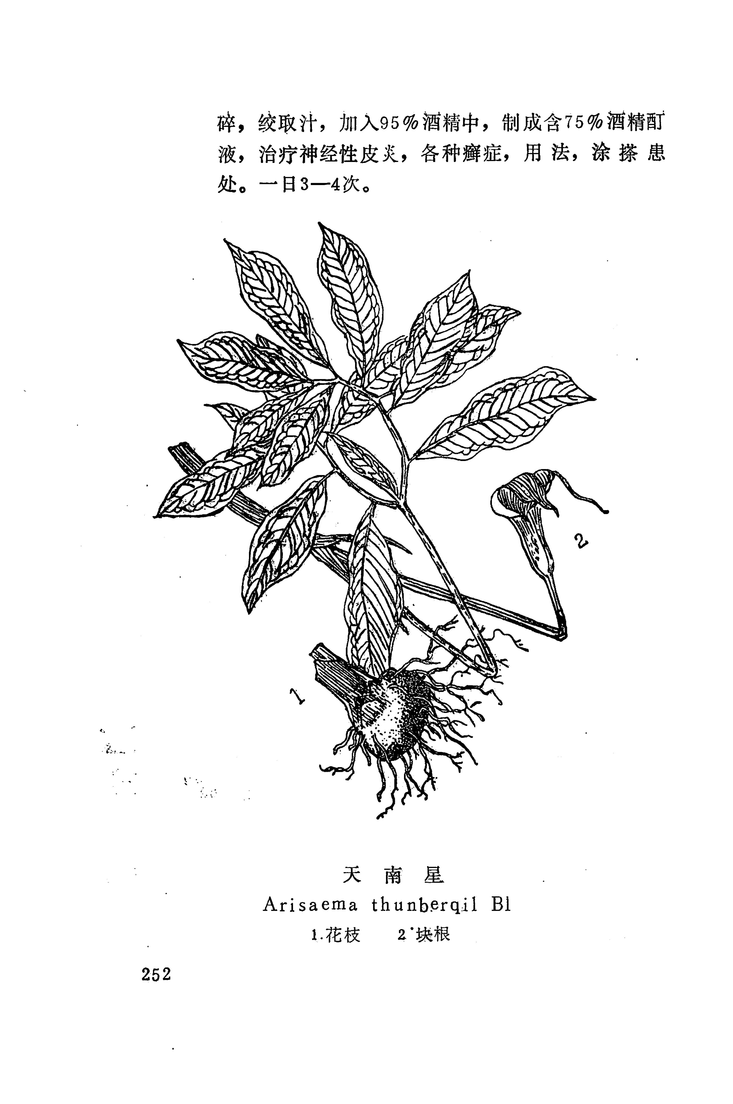 湘西苗药汇编_259.jpg
