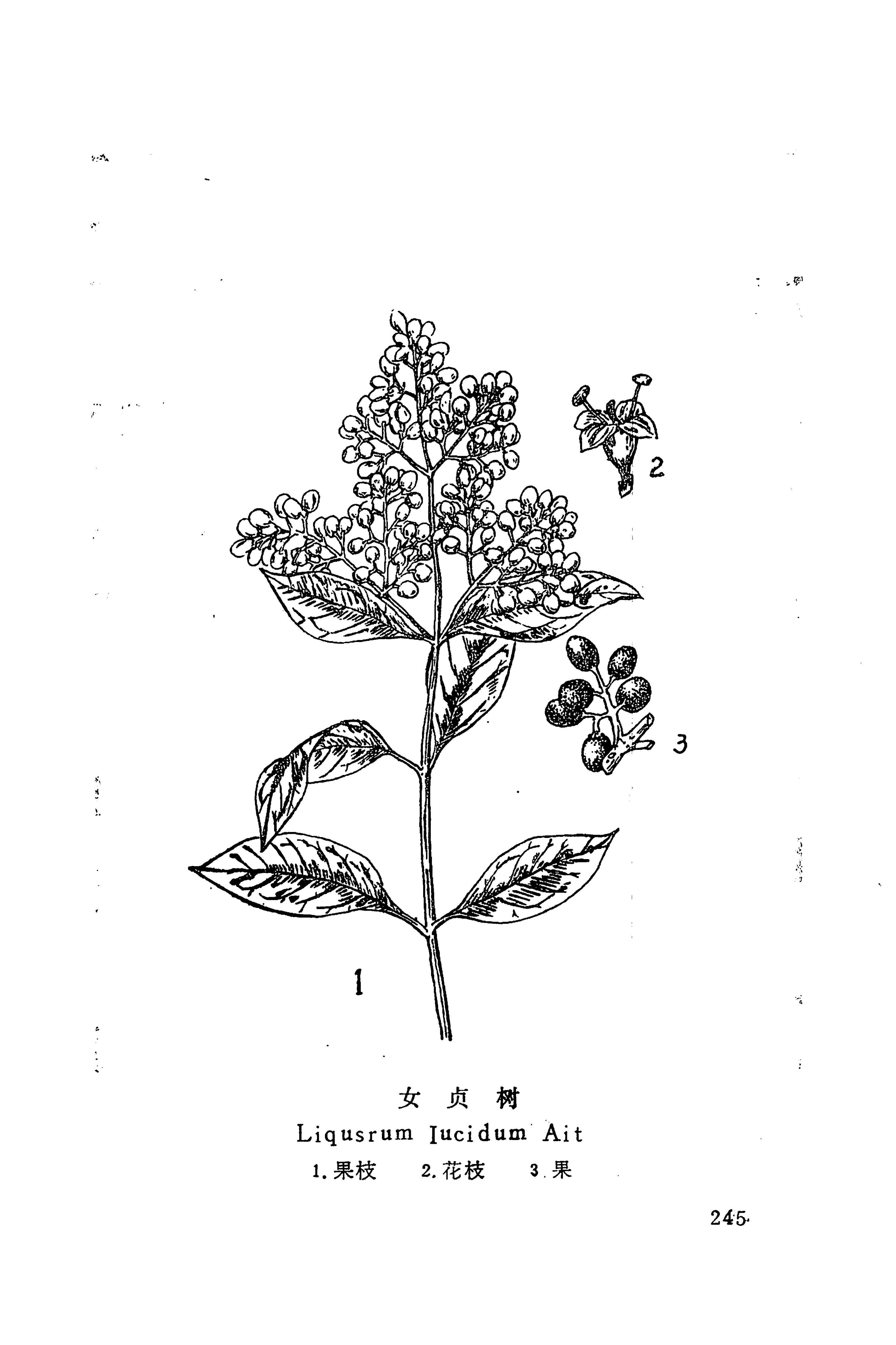 湘西苗药汇编_266.jpg