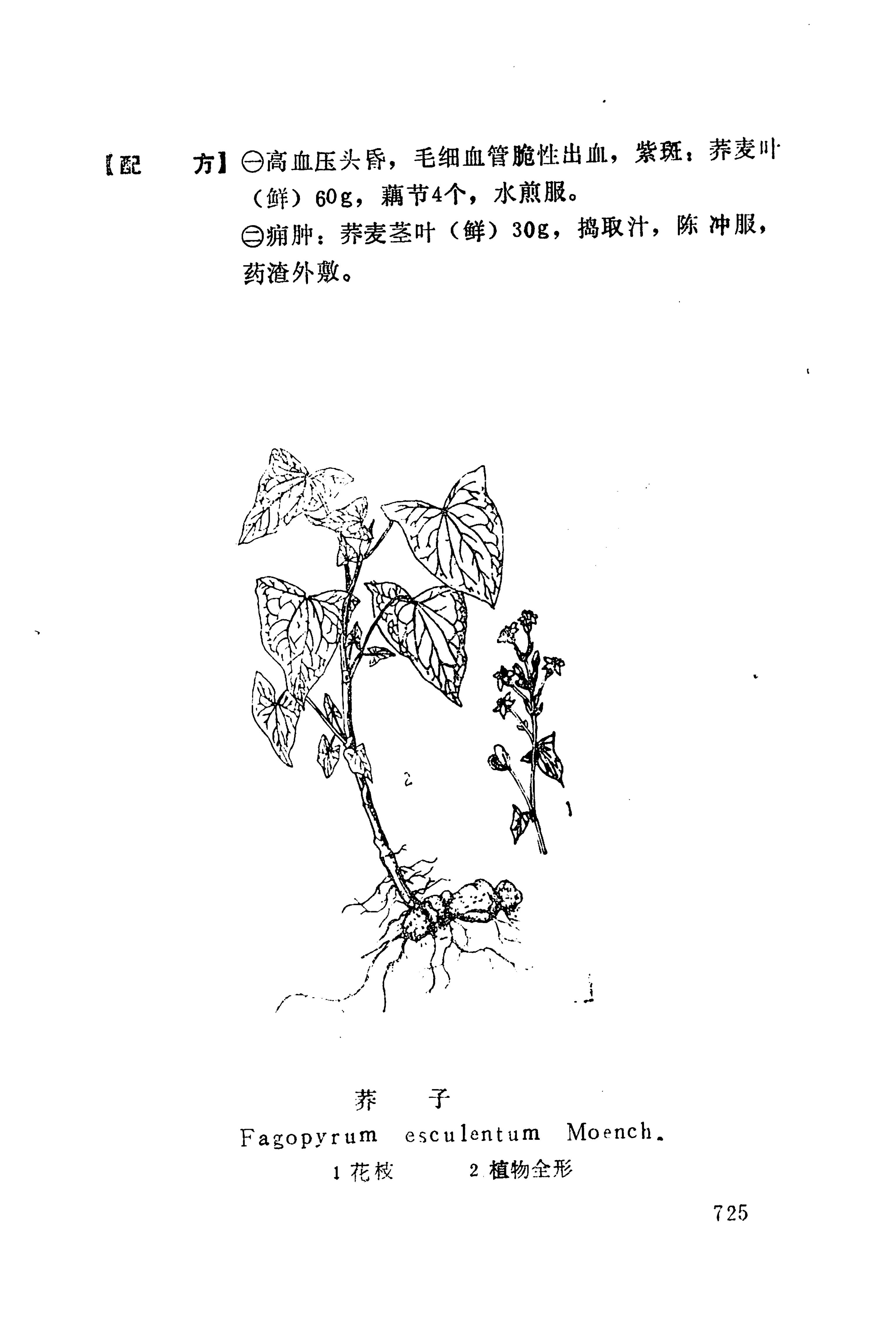湘西苗药汇编_743.jpg