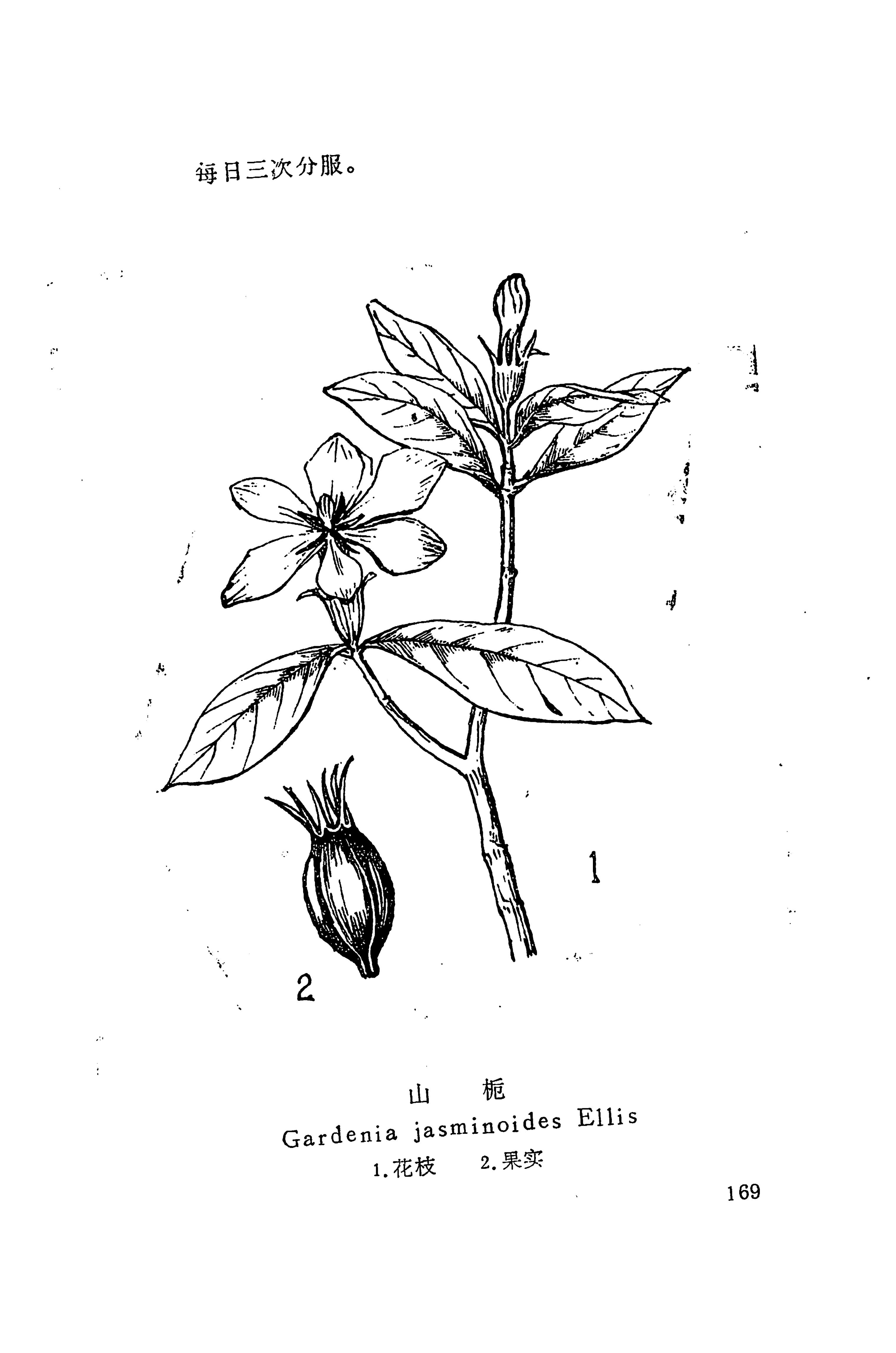 湘西苗药汇编_187.jpg