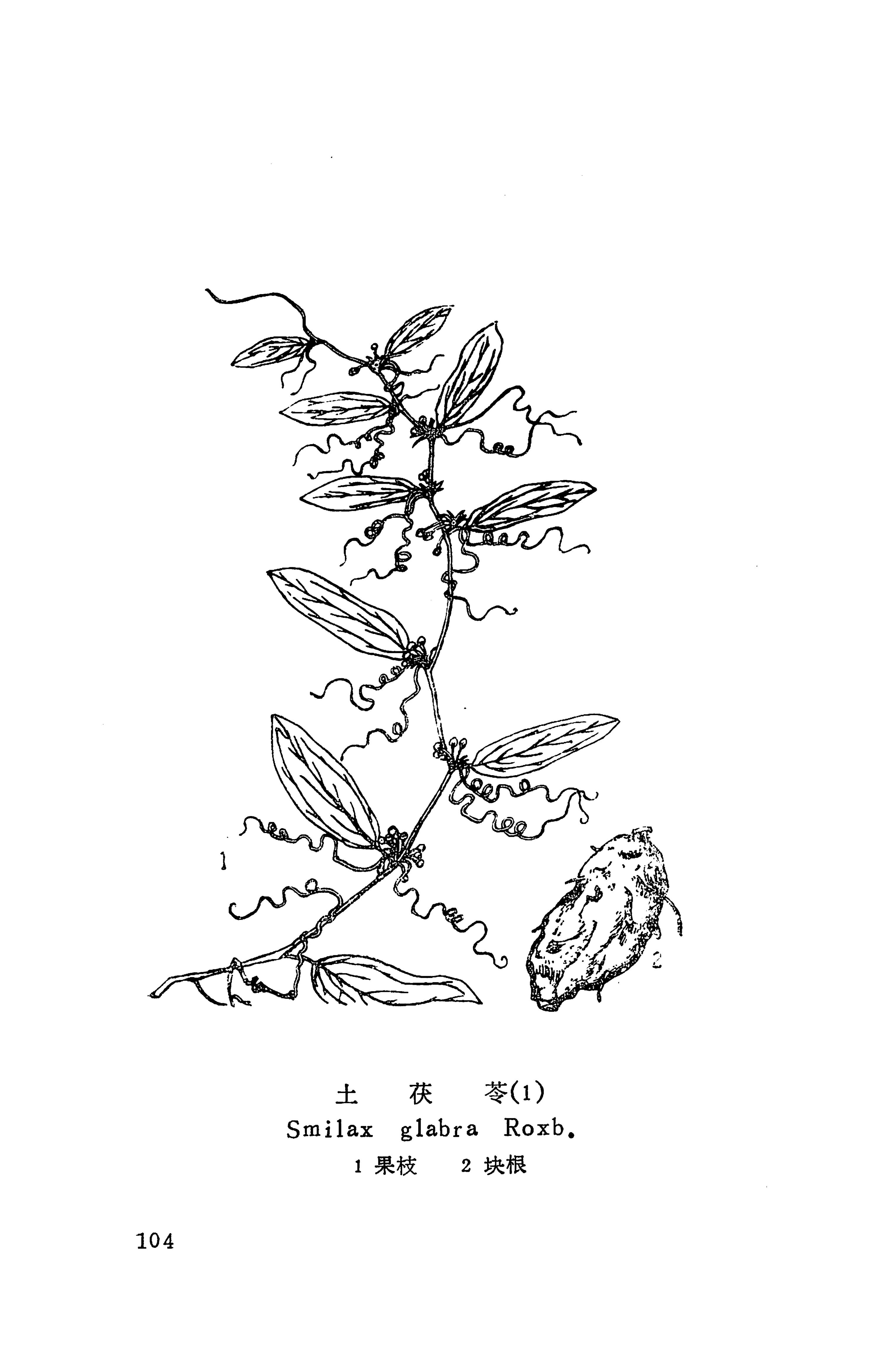 湘西苗药汇编_122.jpg