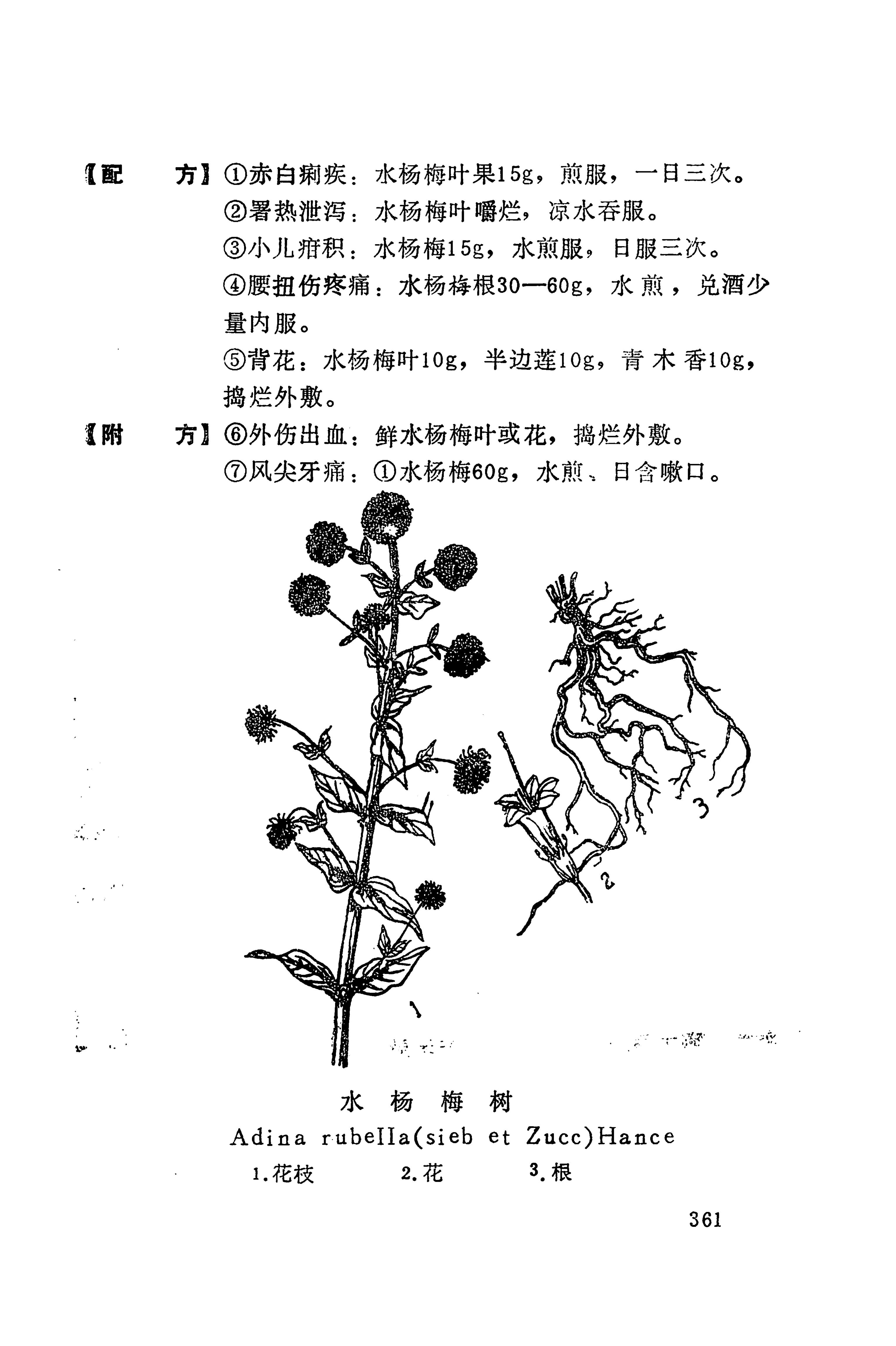 湘西苗药汇编_379.jpg