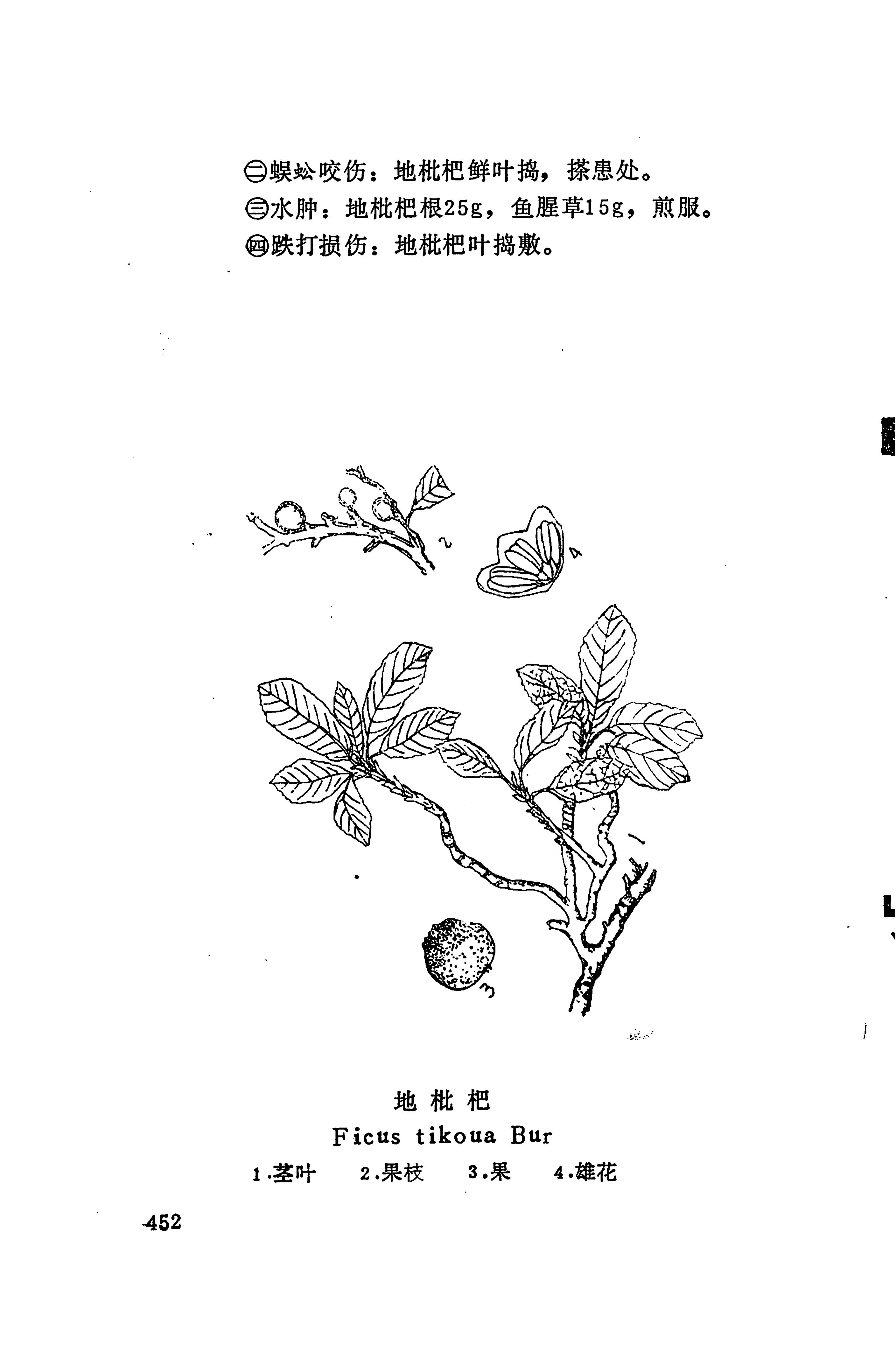 湘西苗药汇编_470.jpg