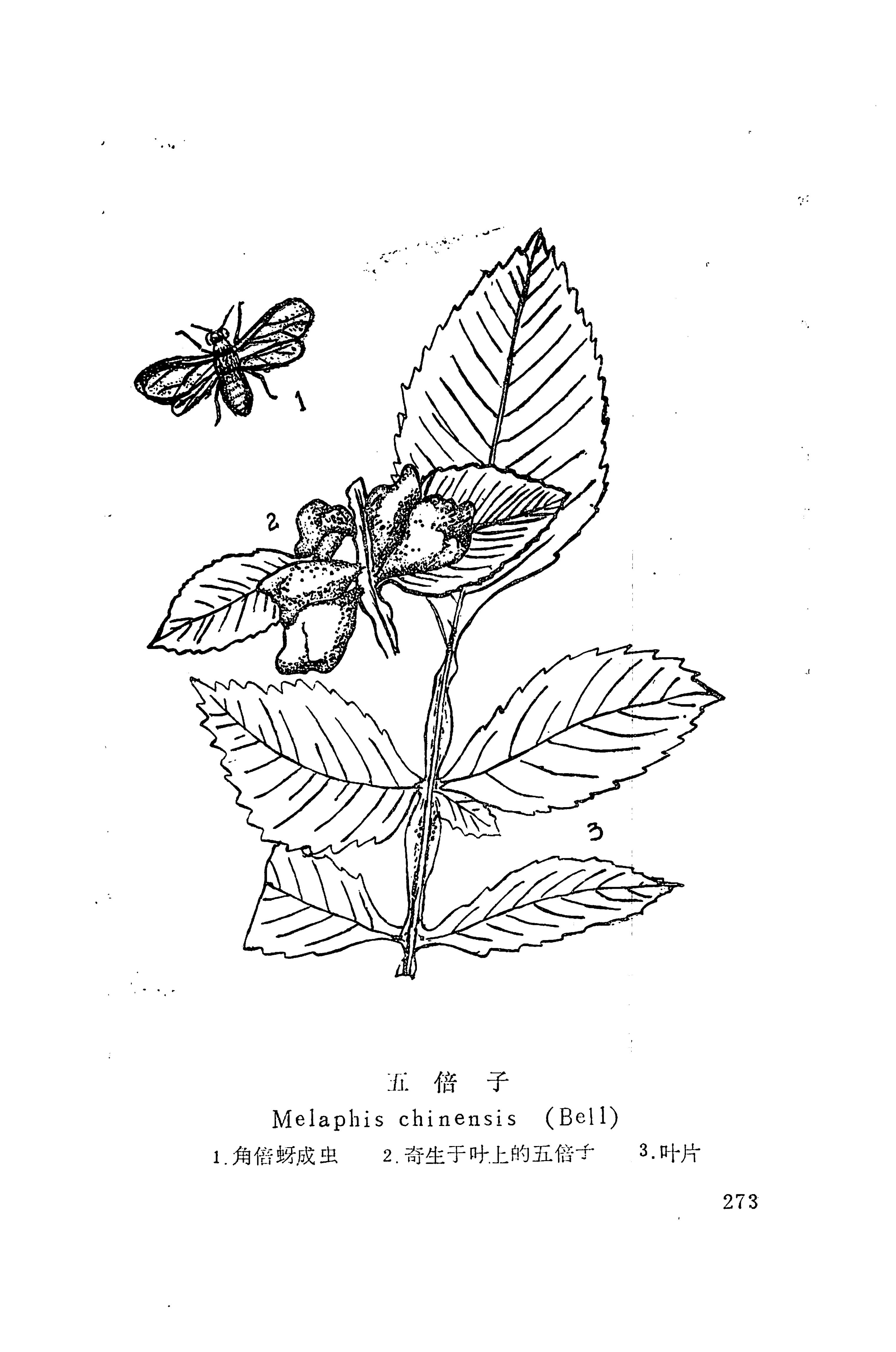 湘西苗药汇编_238.jpg