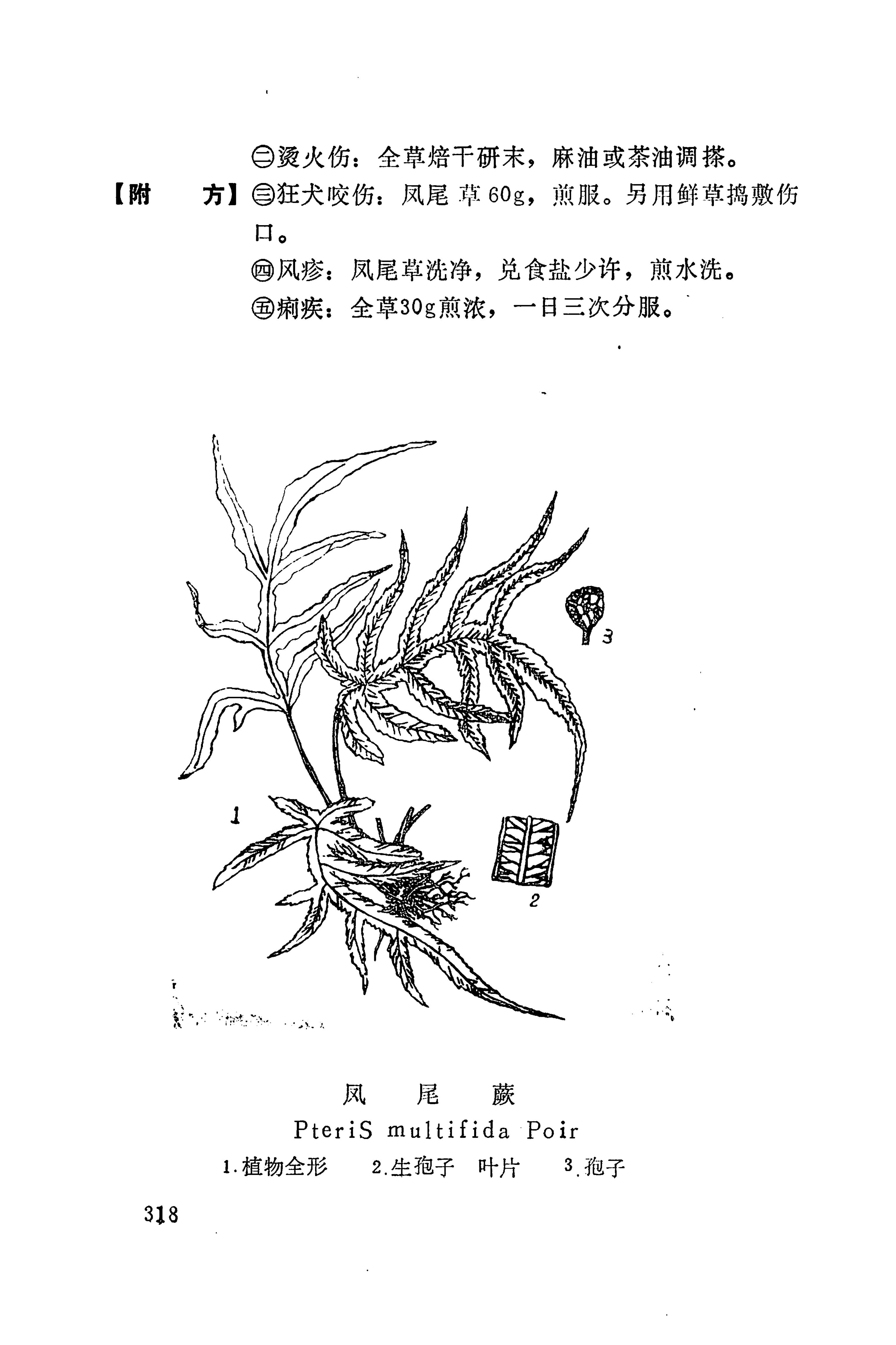 湘西苗药汇编_336.jpg